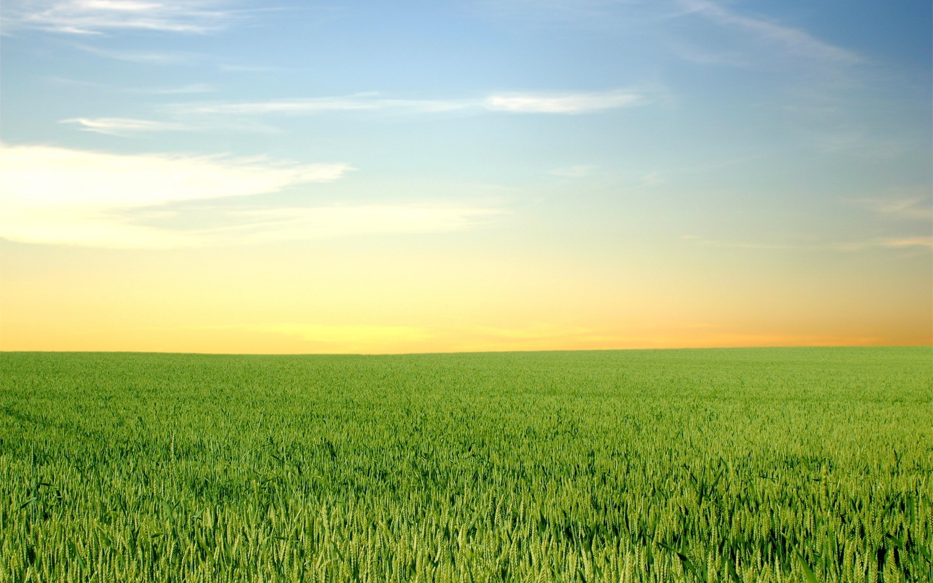 Grass and Sky: Dawn, Fields, Homestead, Bent, Plants, Ecoregion, Outdoors. 1920x1200 HD Wallpaper.