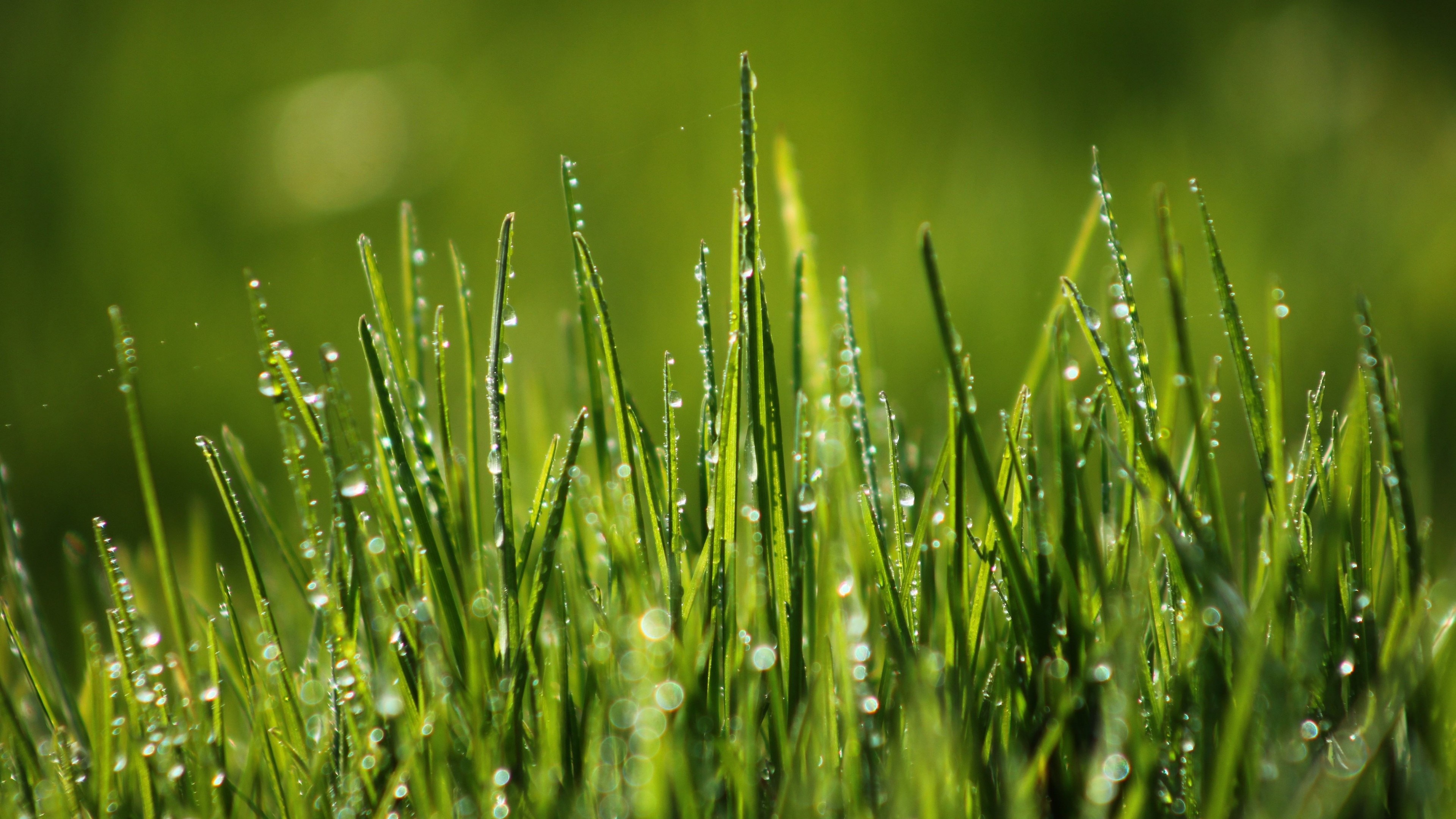 Green grass, 4K dew field, Nature wallpaper, Vibrant foliage, 3840x2160 4K Desktop