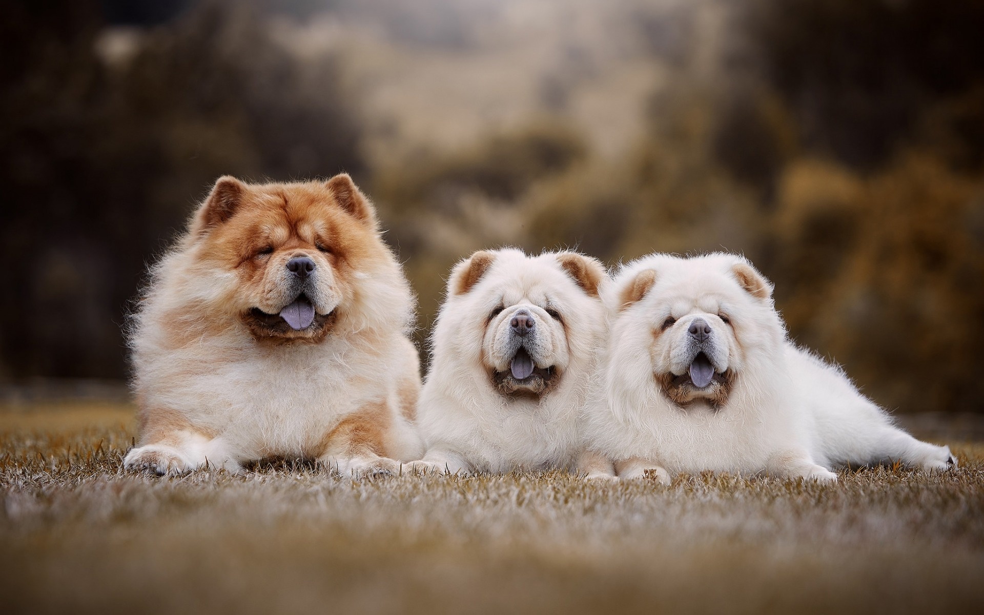 Chow Chow family, Adorable puppies, Cute animals, Twin dogs, 1920x1200 HD Desktop