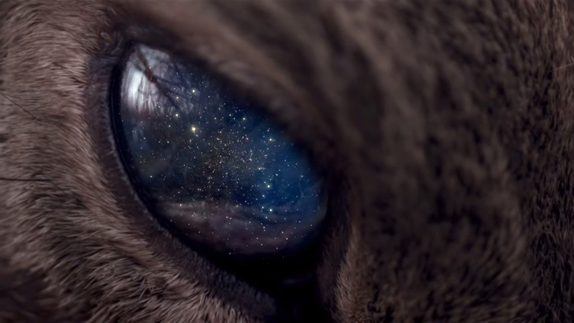 Galaxy Cat, Universe in eyes, Stellar animals, Celestial beauty, 1920x1080 Full HD Desktop