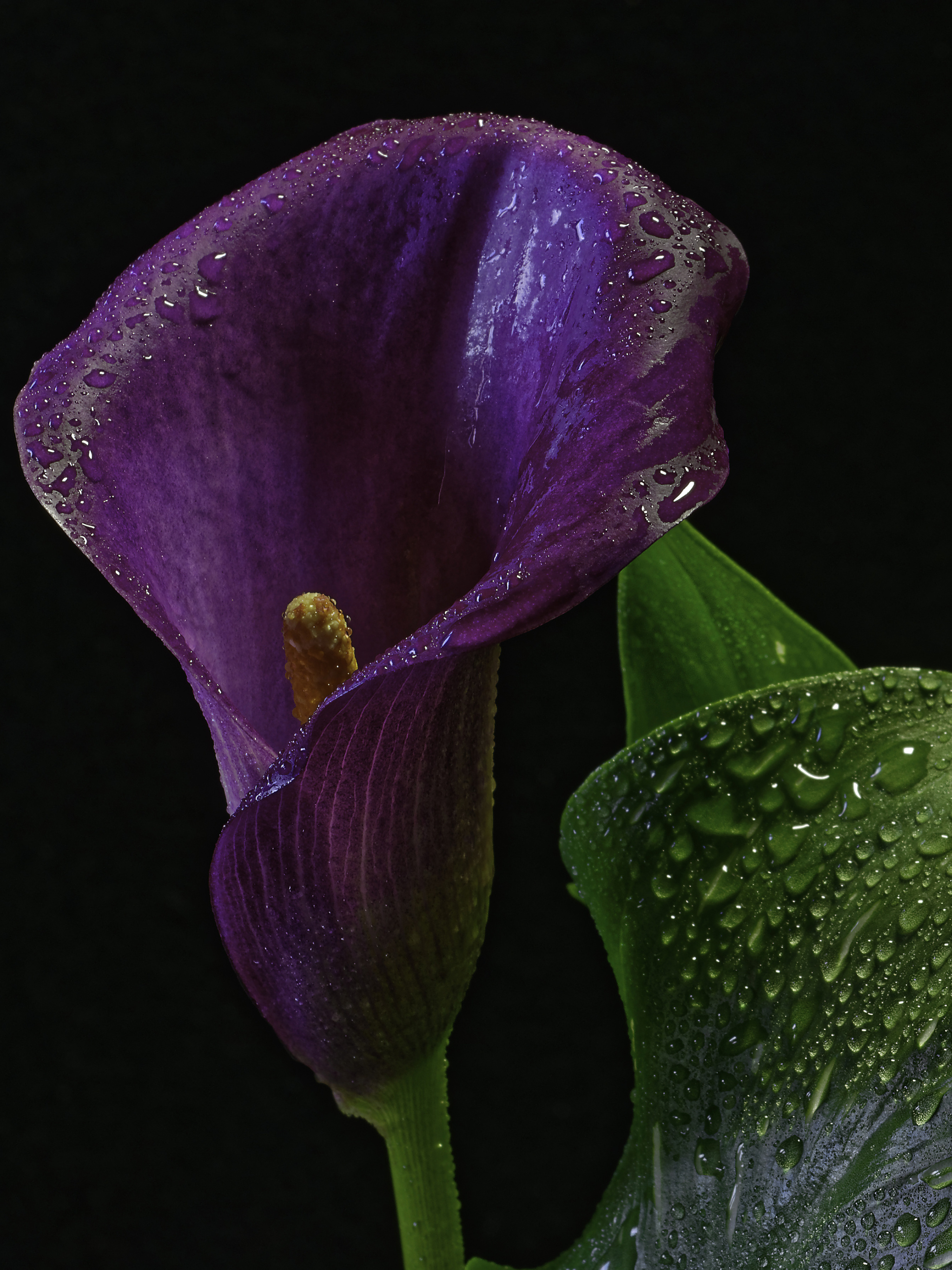 Calla Lily: A genus of flowering plant in the family Araceae, Botany. 2050x2740 HD Wallpaper.