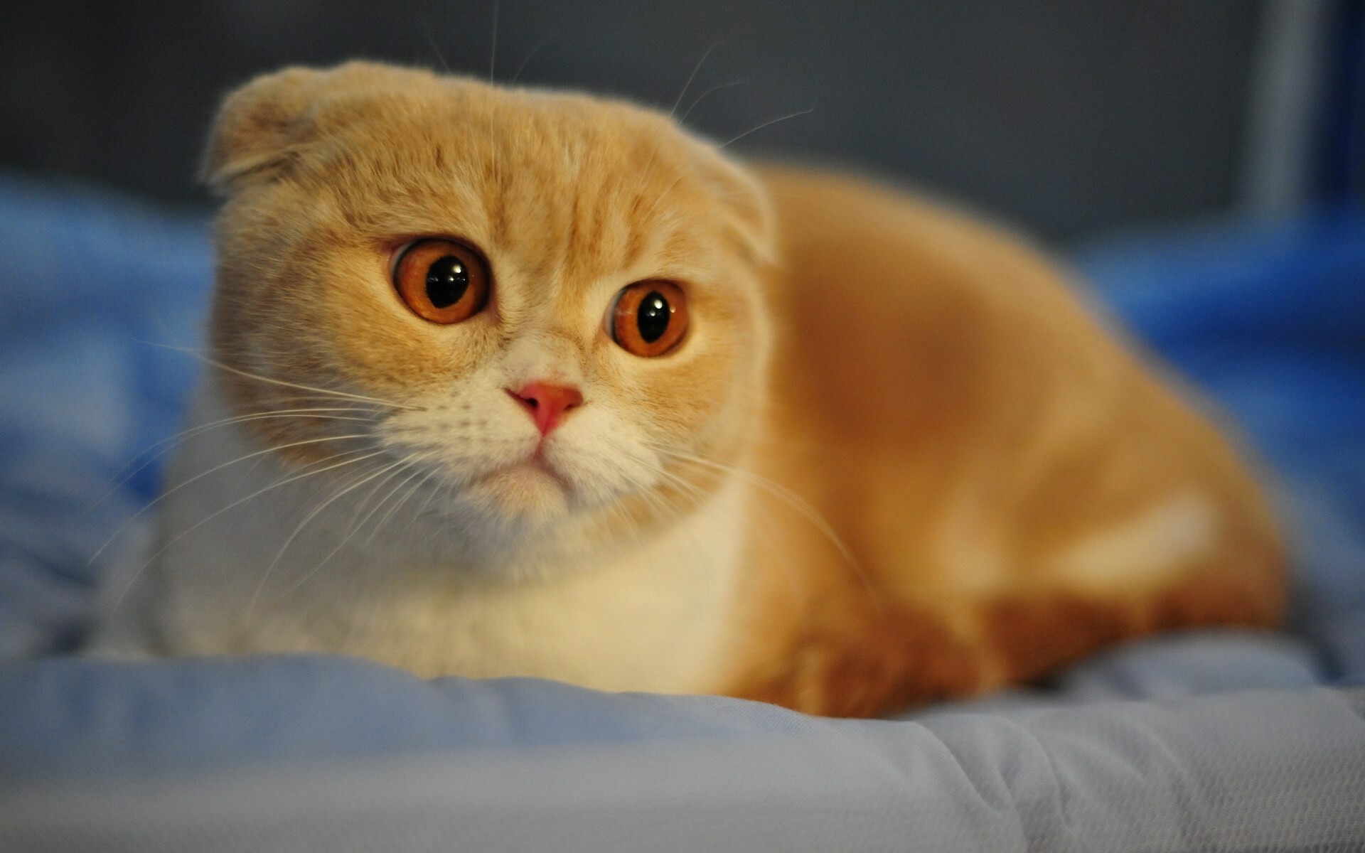 Scottish Fold: It usually gets along great with cat-friendly dogs and other cats and adapts well to multi-pet households. 1920x1200 HD Wallpaper.