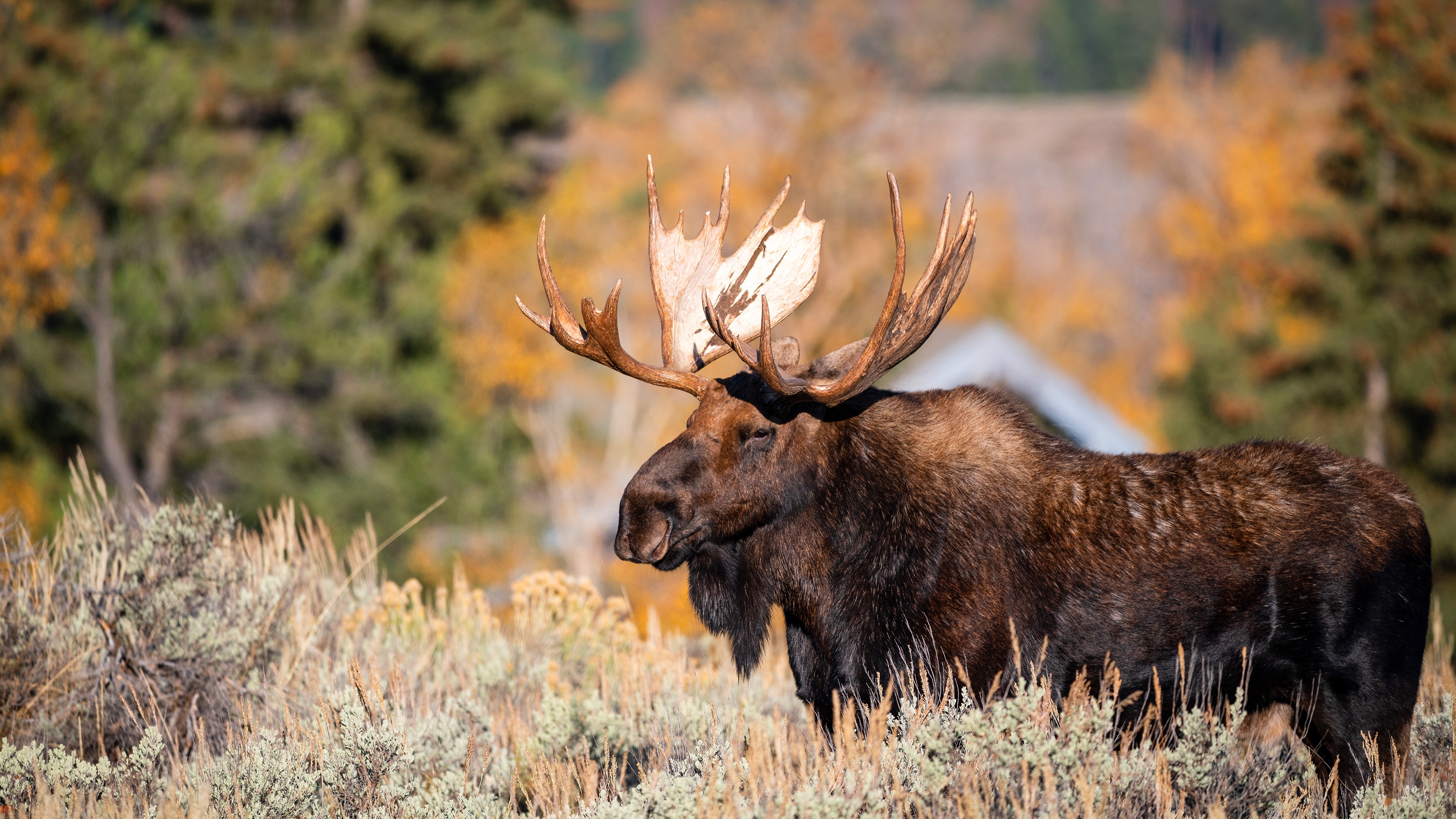 Majestic moose, Wildlife wonders, Forest dwellers, Natural beauty, 3840x2160 4K Desktop