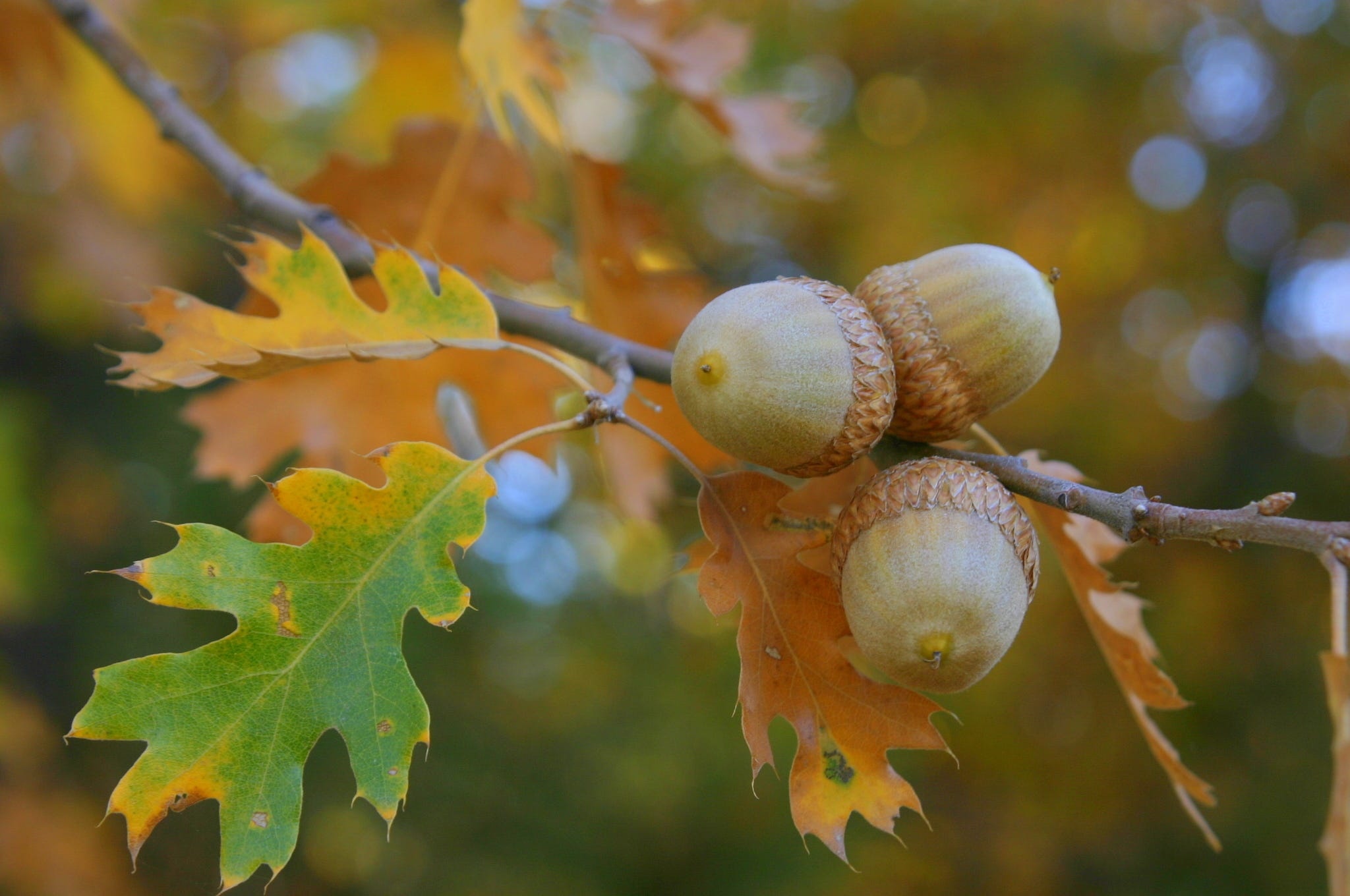 More acorns, Mast year, Oak trees, Falling, 2050x1360 HD Desktop