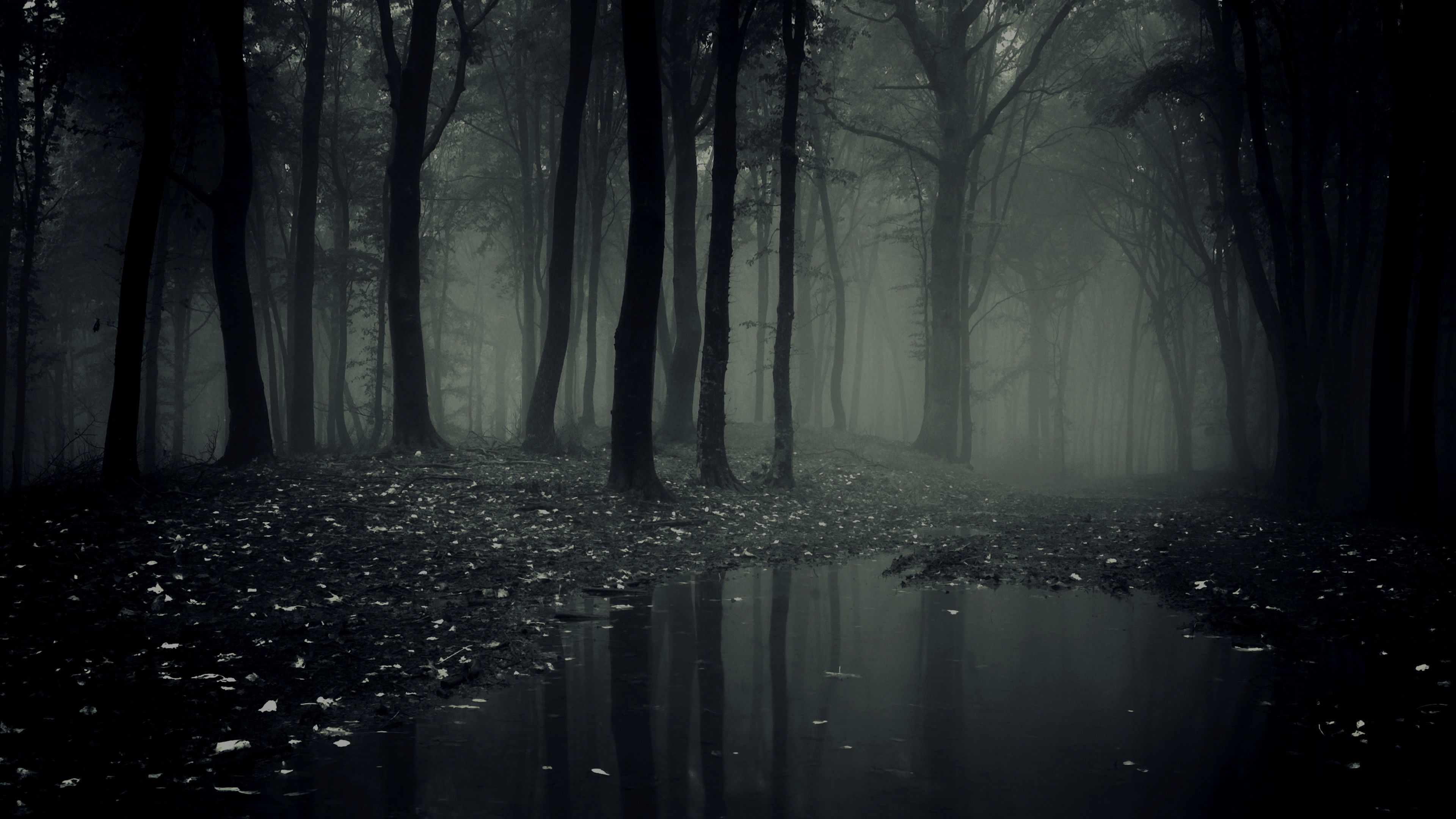 Creepy forest, Haunted woods, Eerie atmosphere, Spooky trees, 3840x2160 4K Desktop