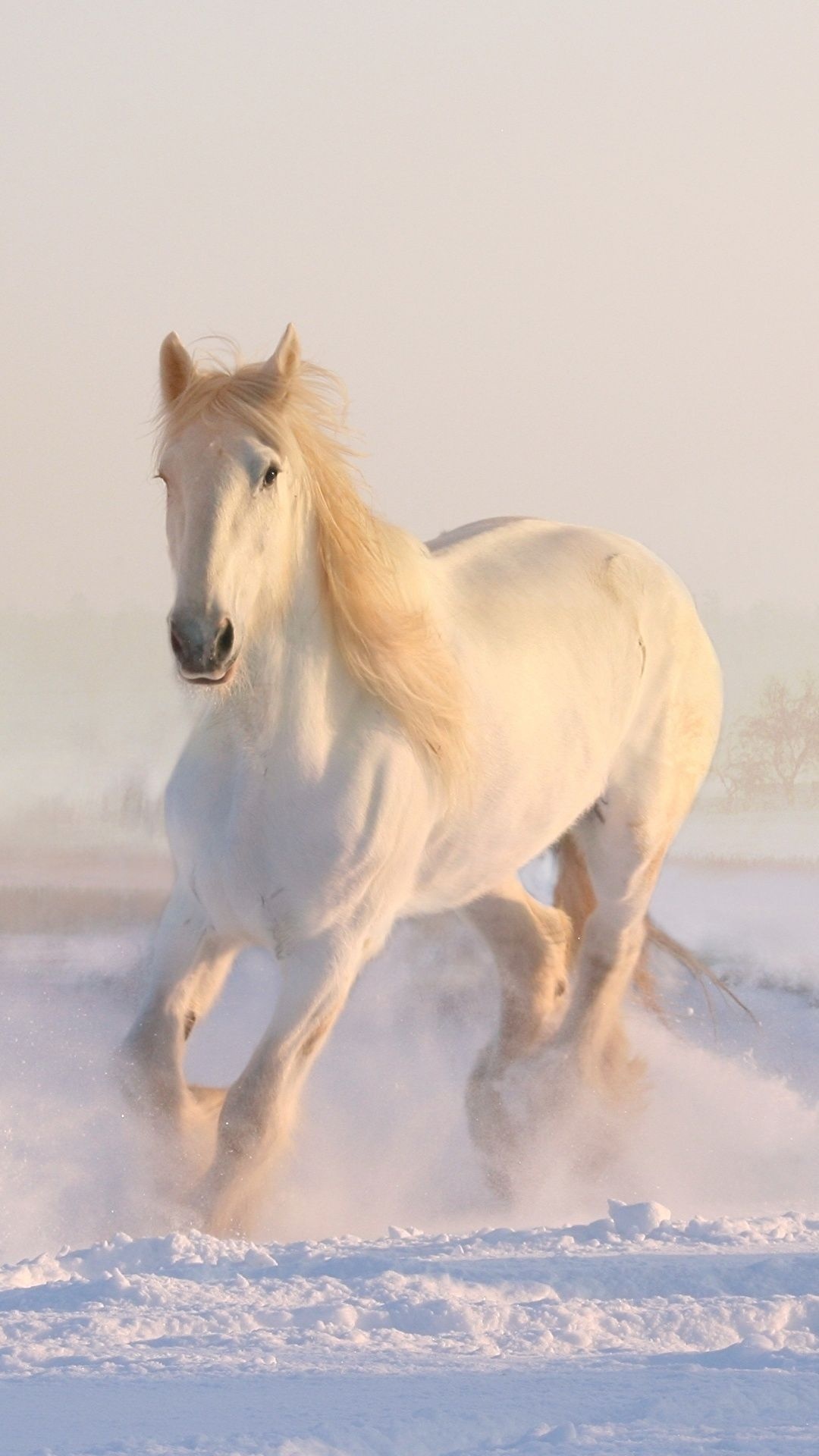 Horse: White horses have a special significance in the mythologies of cultures around the world. 1080x1920 Full HD Background.