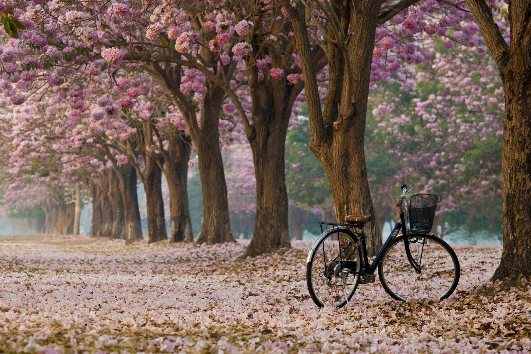 Nature, Bicycle wallpapers, Tranquil scenes, Natural beauty, 2050x1370 HD Desktop