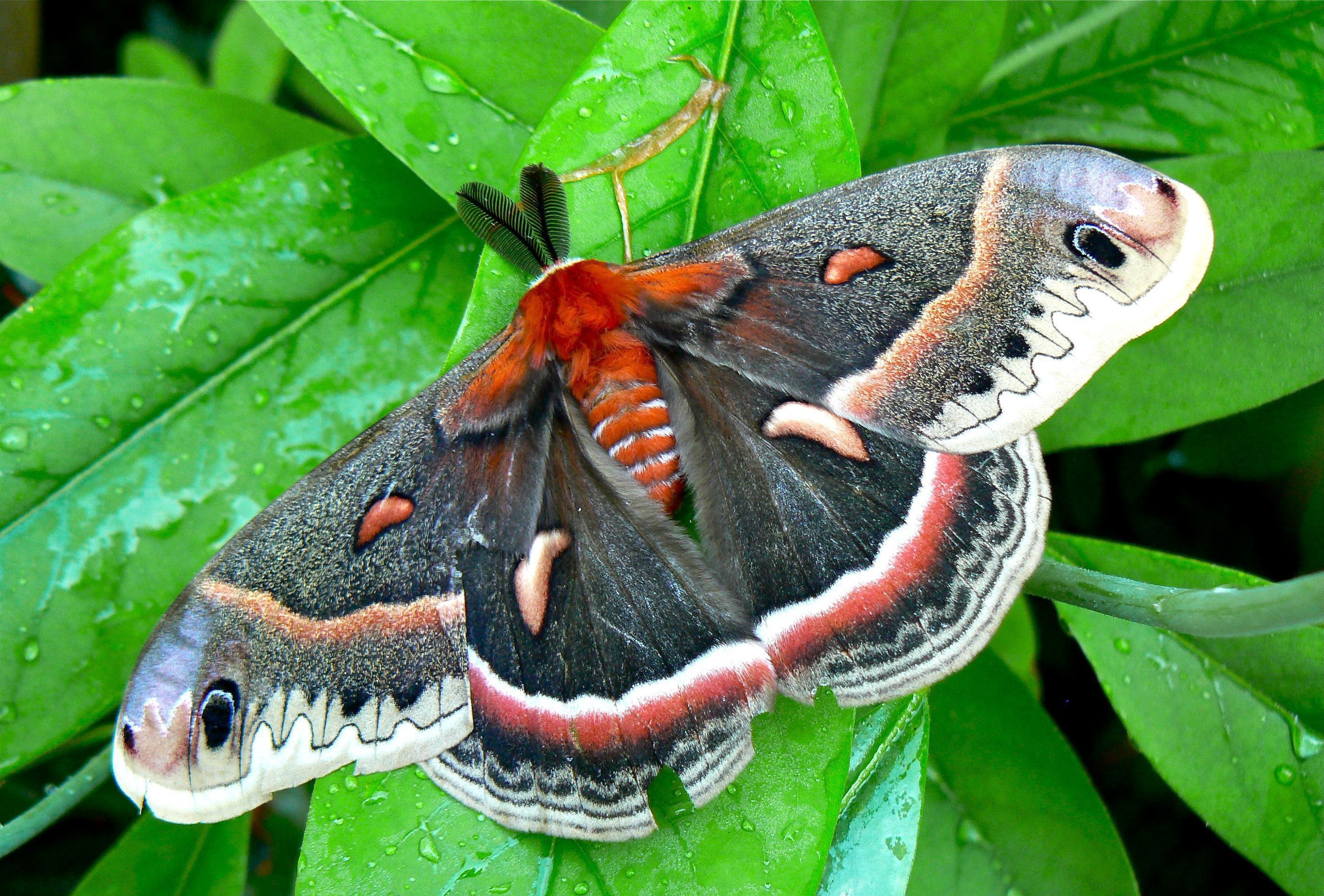Cecropia moth, Impressive size, Striking markings, Incredible close-up shots, 2820x1910 HD Desktop