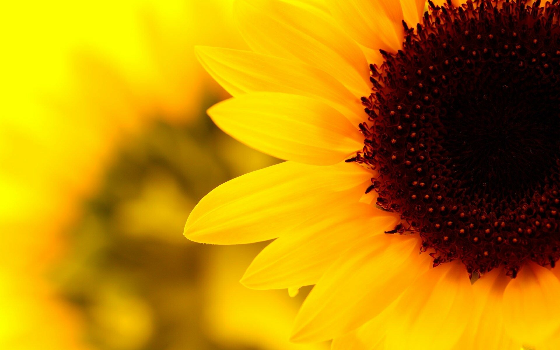 Sunflower: Flowering plant, Annual plant, Close-up, Aesthetic. 1920x1200 HD Wallpaper.