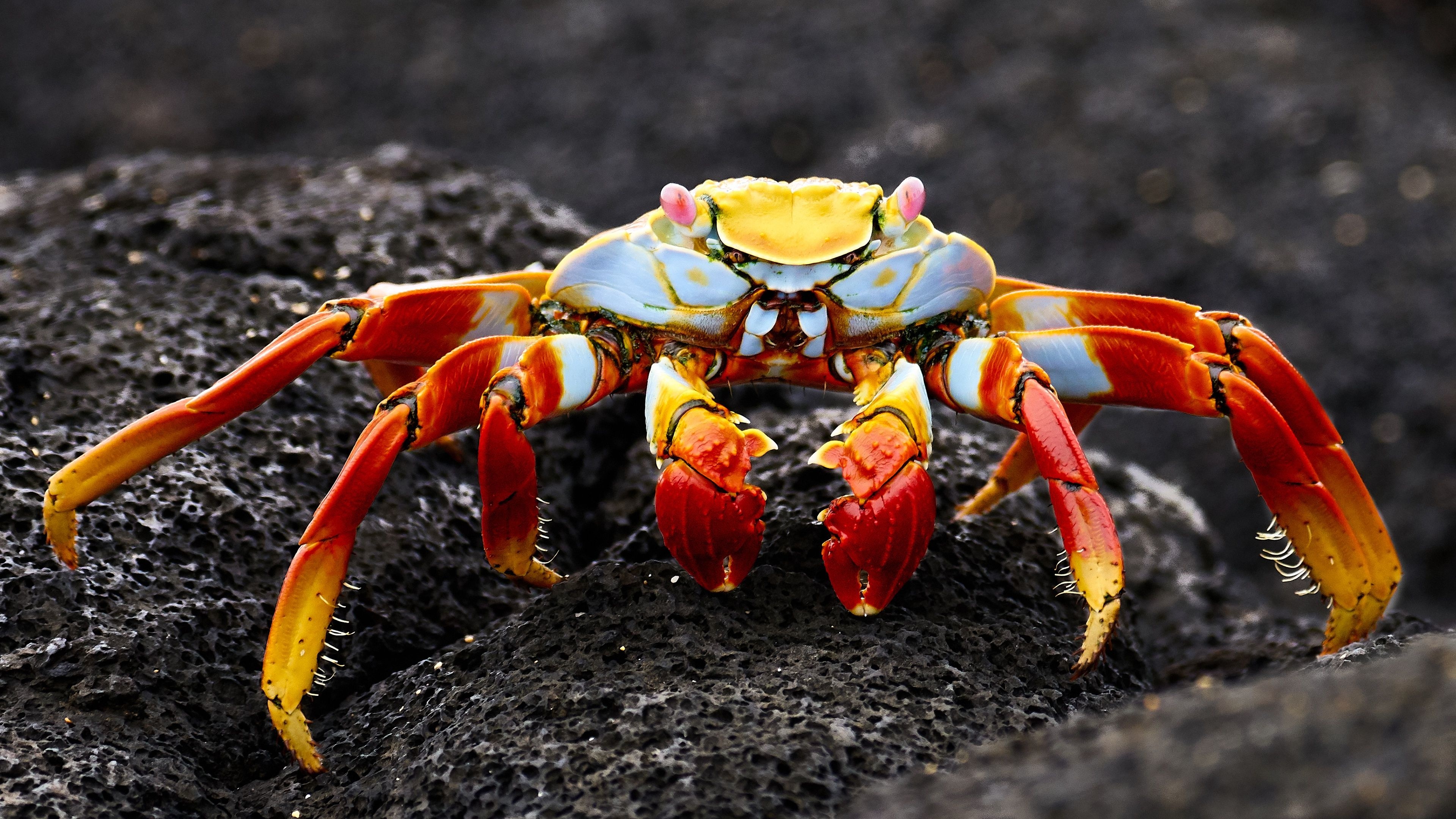 Crab: Very short projecting “tail”, usually hidden entirely under the thorax. 3840x2160 4K Background.