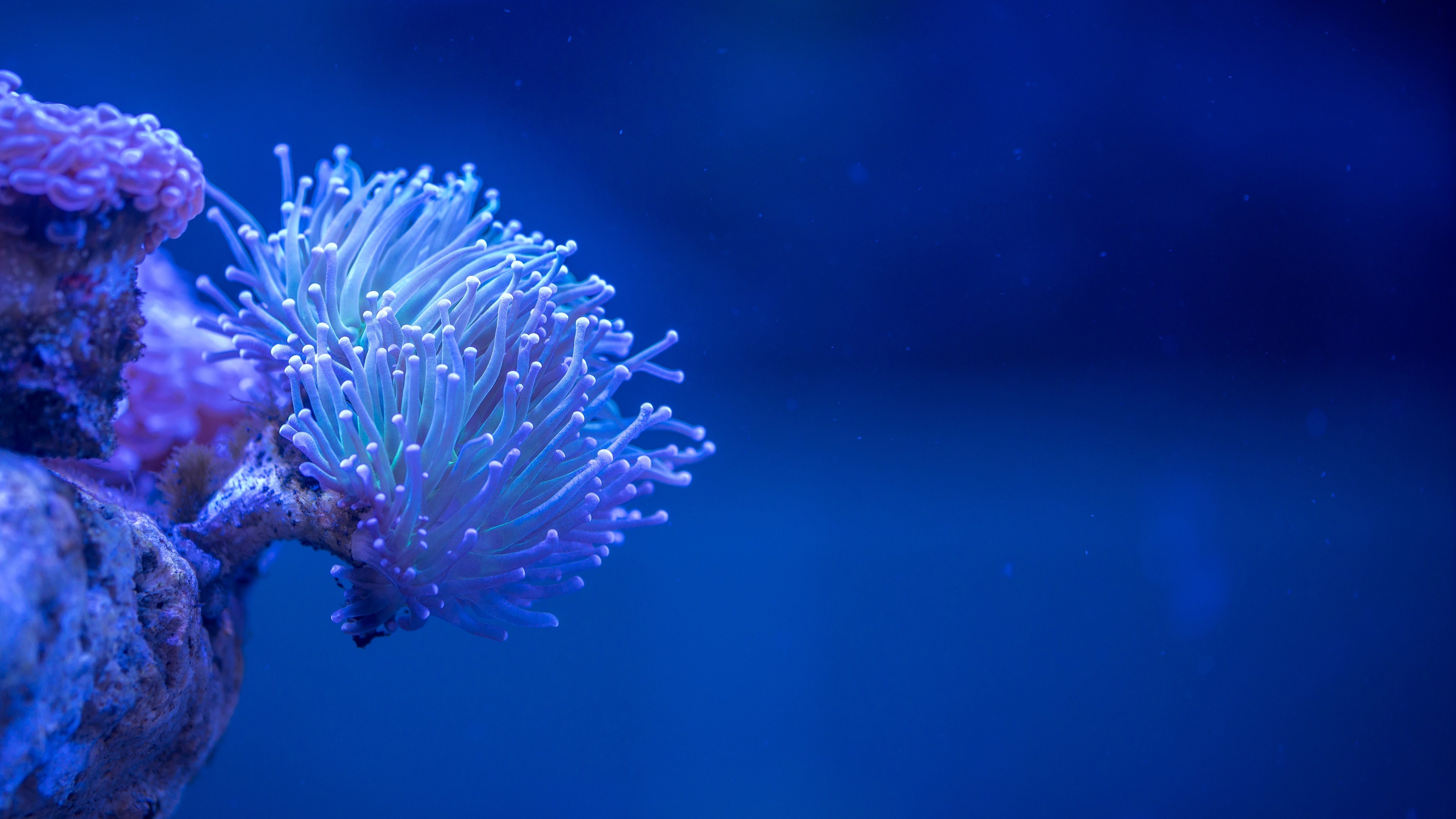 Sea Anemone, Posted by Sarah Cunningham, 3840x2160 4K Desktop