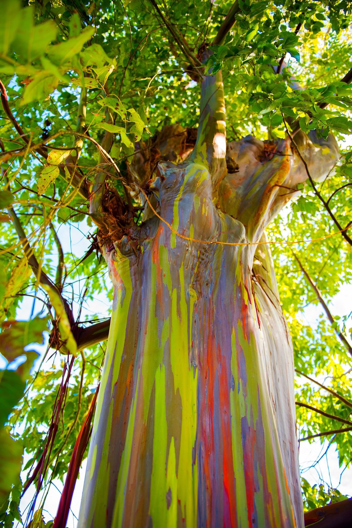 Rainbow eucalyptus, Trees for sale, Growing guide, 1340x2000 HD Handy