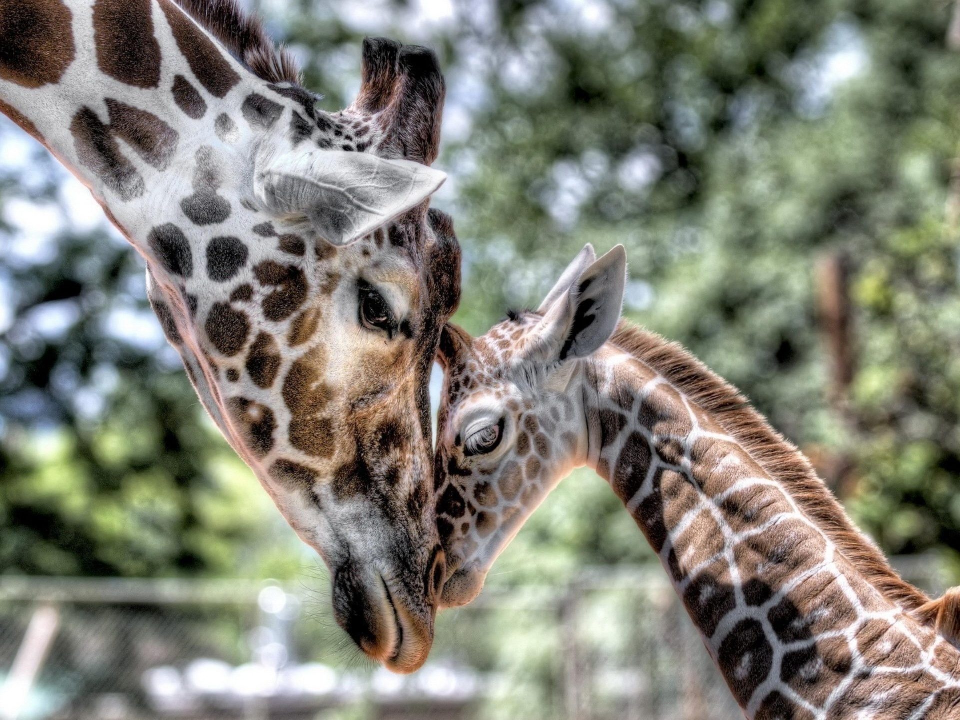 Giraffe: Animals, Mother, Cub, Baby, Tenderness, Ossicones. 1920x1440 HD Background.