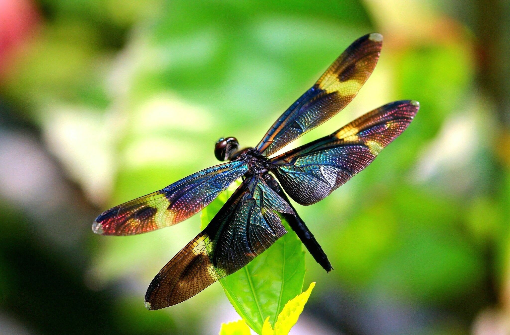 Dragonfly: Insects that hold their wings horizontally both in flight and at rest. 2050x1350 HD Background.