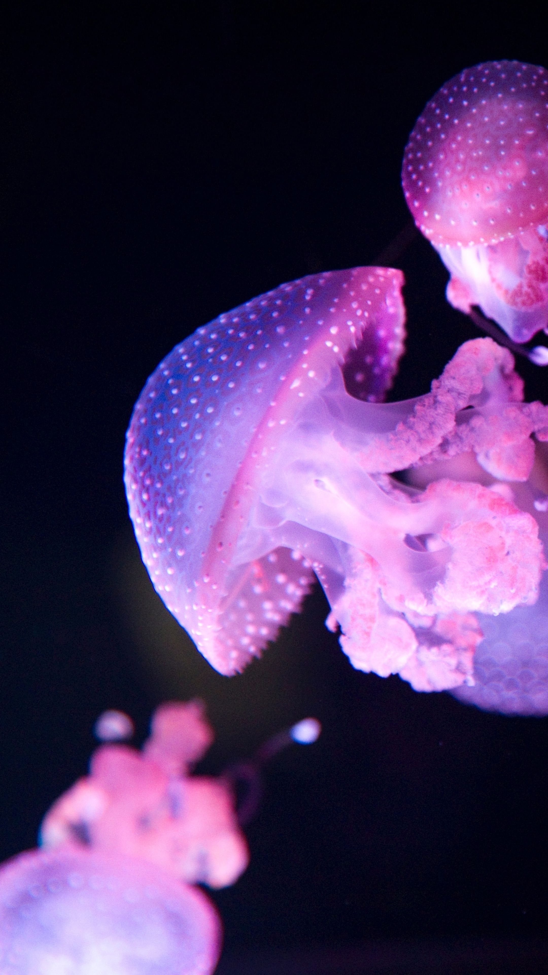 Glowing jellyfish, Luminous marine life, Bioluminescent magic, Glowing underwater, 2160x3840 4K Phone