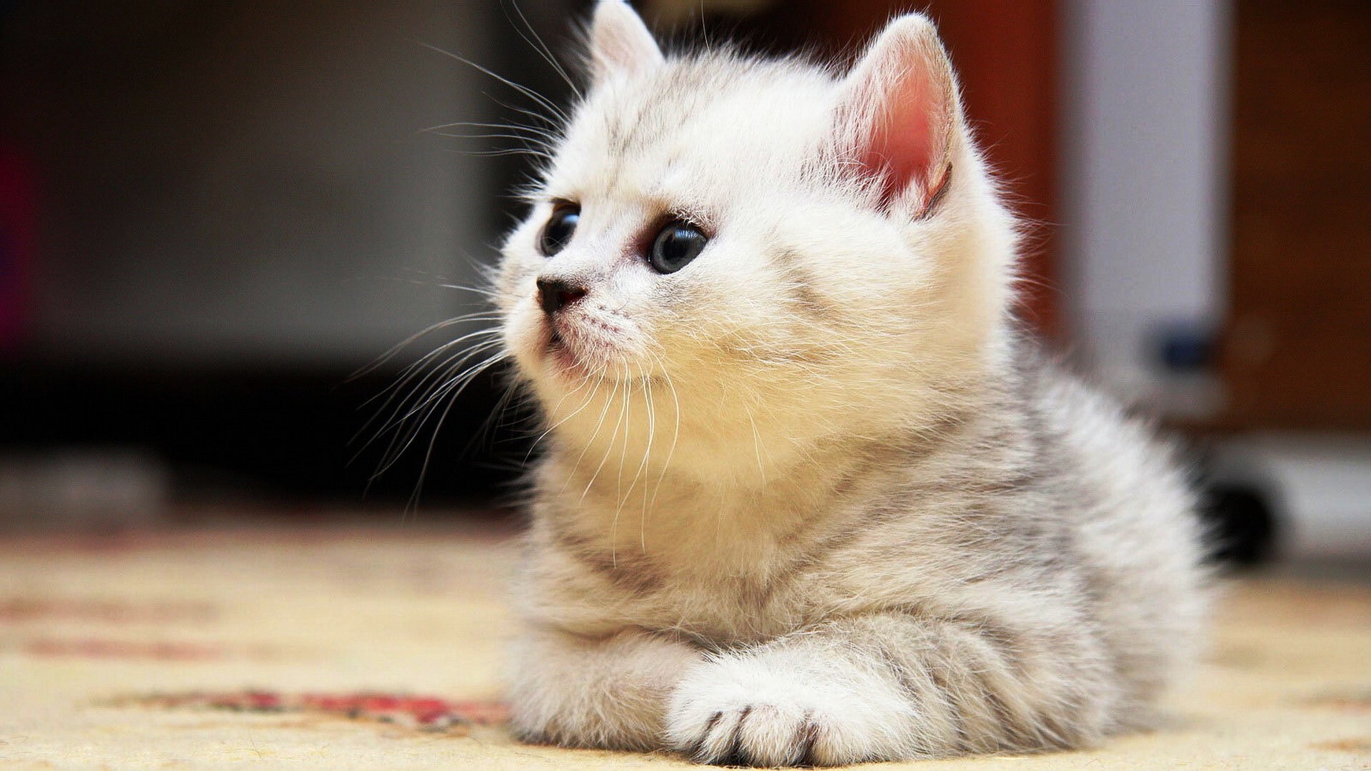 Kitten: British Shorthair, The pedigreed version of the traditional British domestic cat. 1920x1080 Full HD Background.