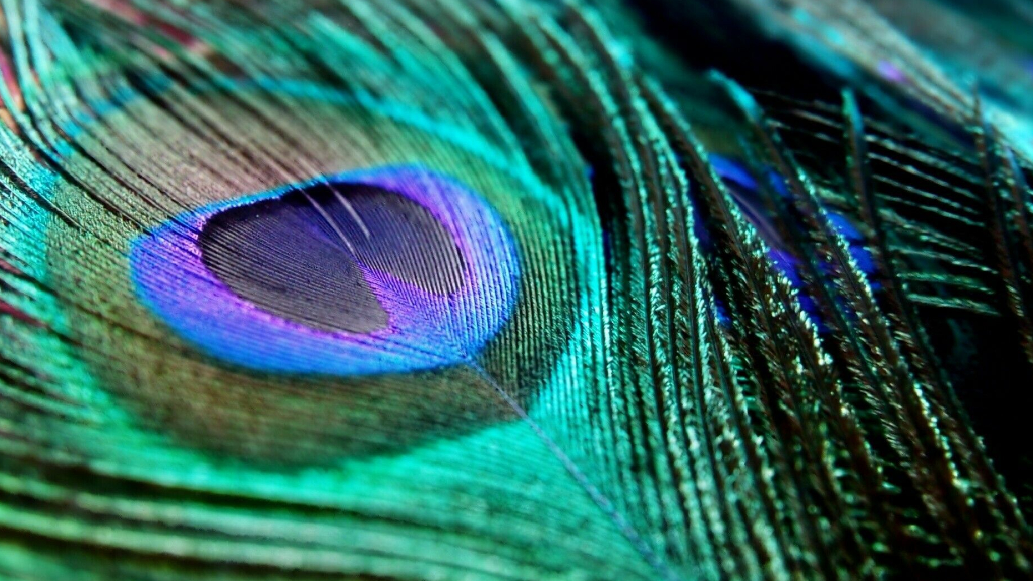 Peacock: Feather, India adopted the Peafowl as its national bird in 1963. 2050x1160 HD Background.