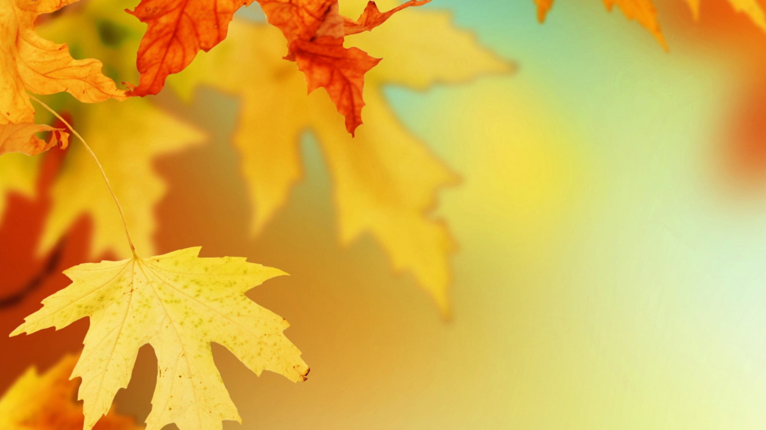 Yellow maple leaf, Macro leaves, HD wallpaper, Yellow maple leaf, 2560x1440 HD Desktop