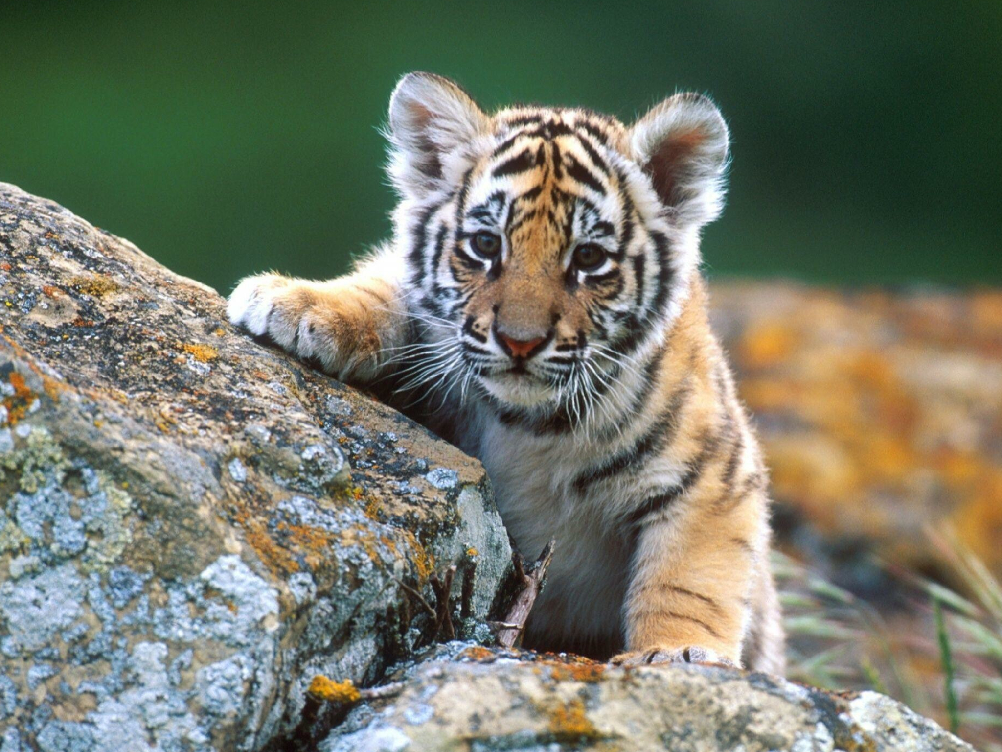 Tiger Cub: The specie's skull is similar to a lion's skull, Baby animals. 2050x1540 HD Wallpaper.