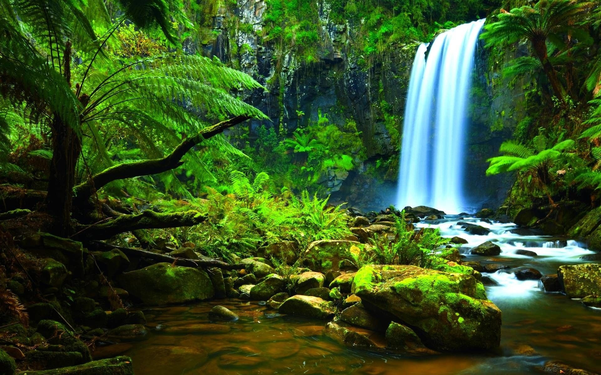 Die natürliche Schönheit des brasilianischen Regenwaldes, 1920x1200 HD Desktop