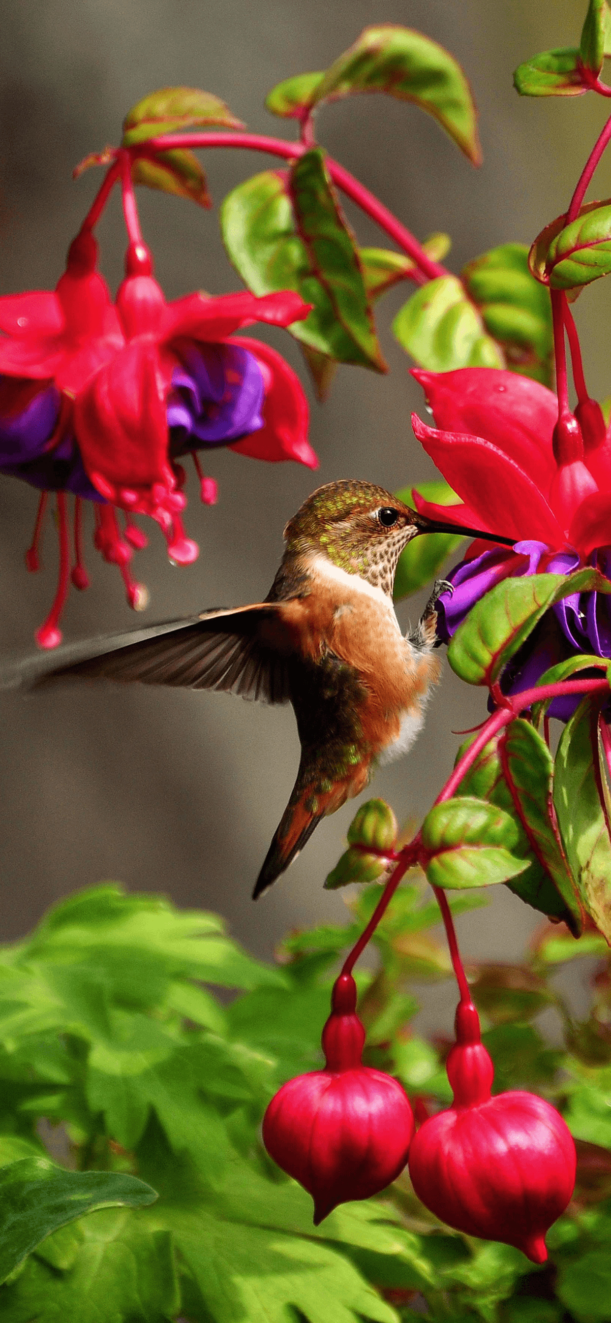 Stunning wallpapers, Mesmerizing hummingbird, Nature's beauty, Delicate creature, 1250x2690 HD Phone
