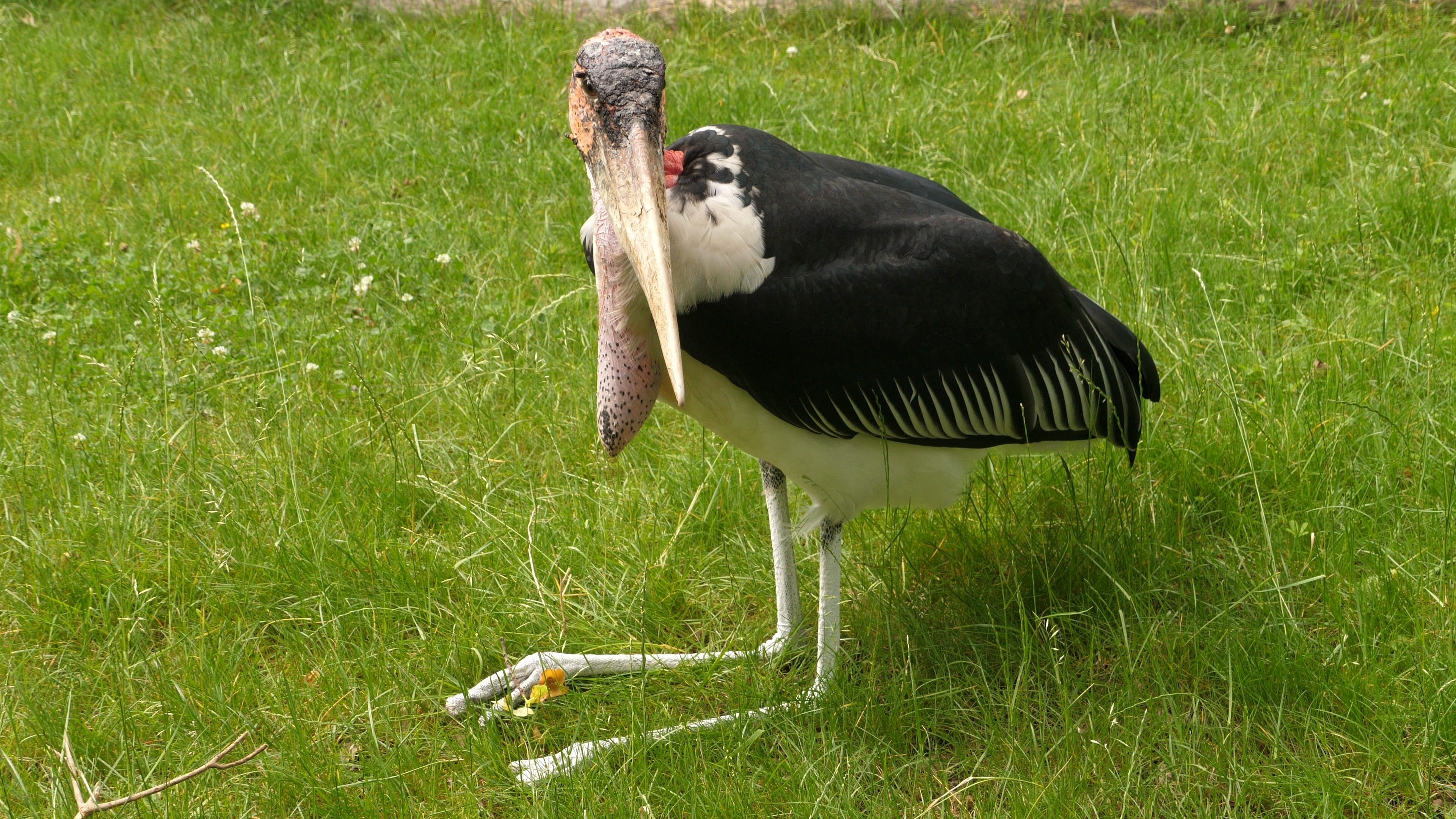 Marabou stork, Undertaker bird, Grass surroundings, Gdmpro footage, 3840x2160 4K Desktop