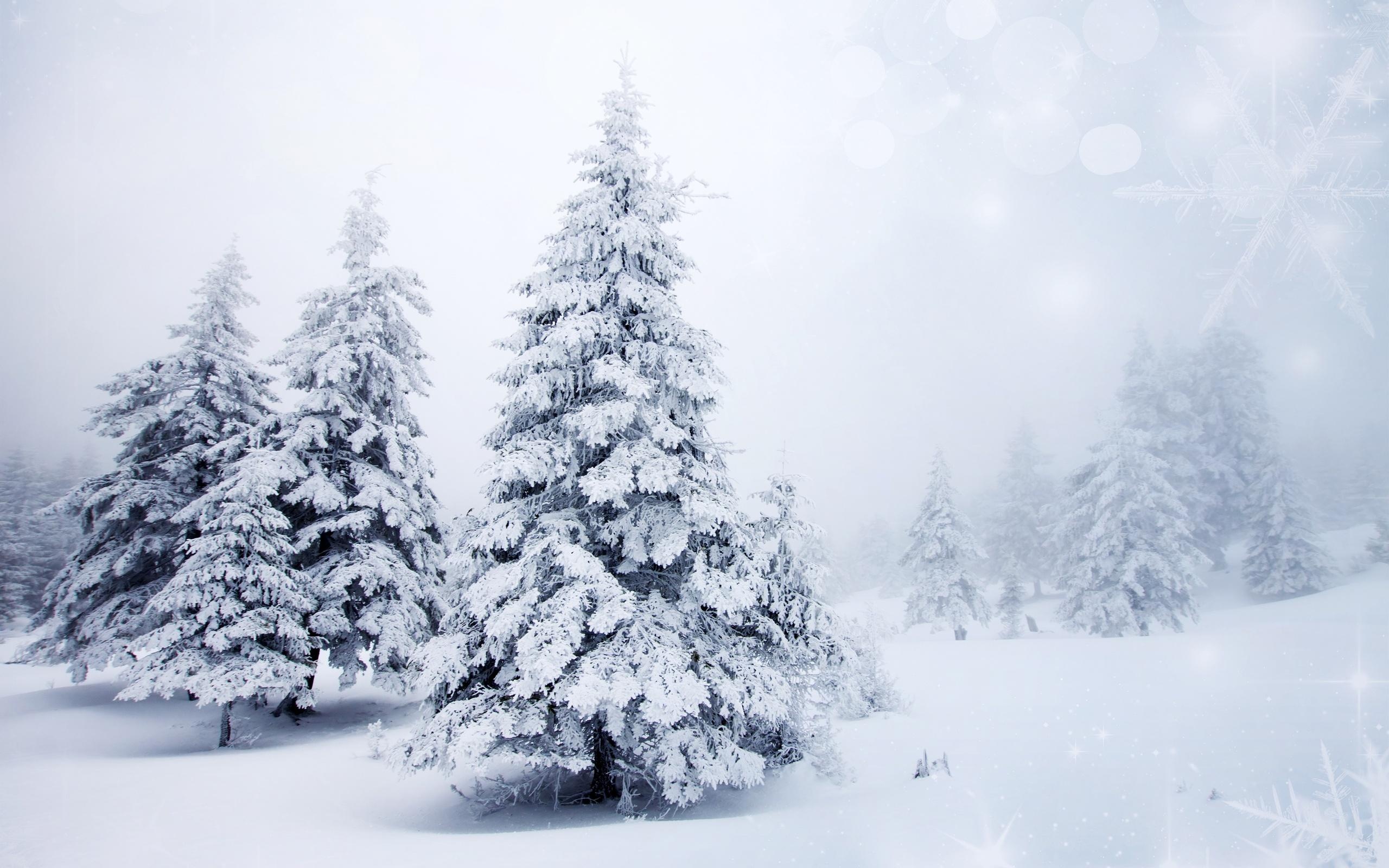Snow-covered spruce, Winter wonderland, Frosty beauty, Cold season, 2560x1600 HD Desktop