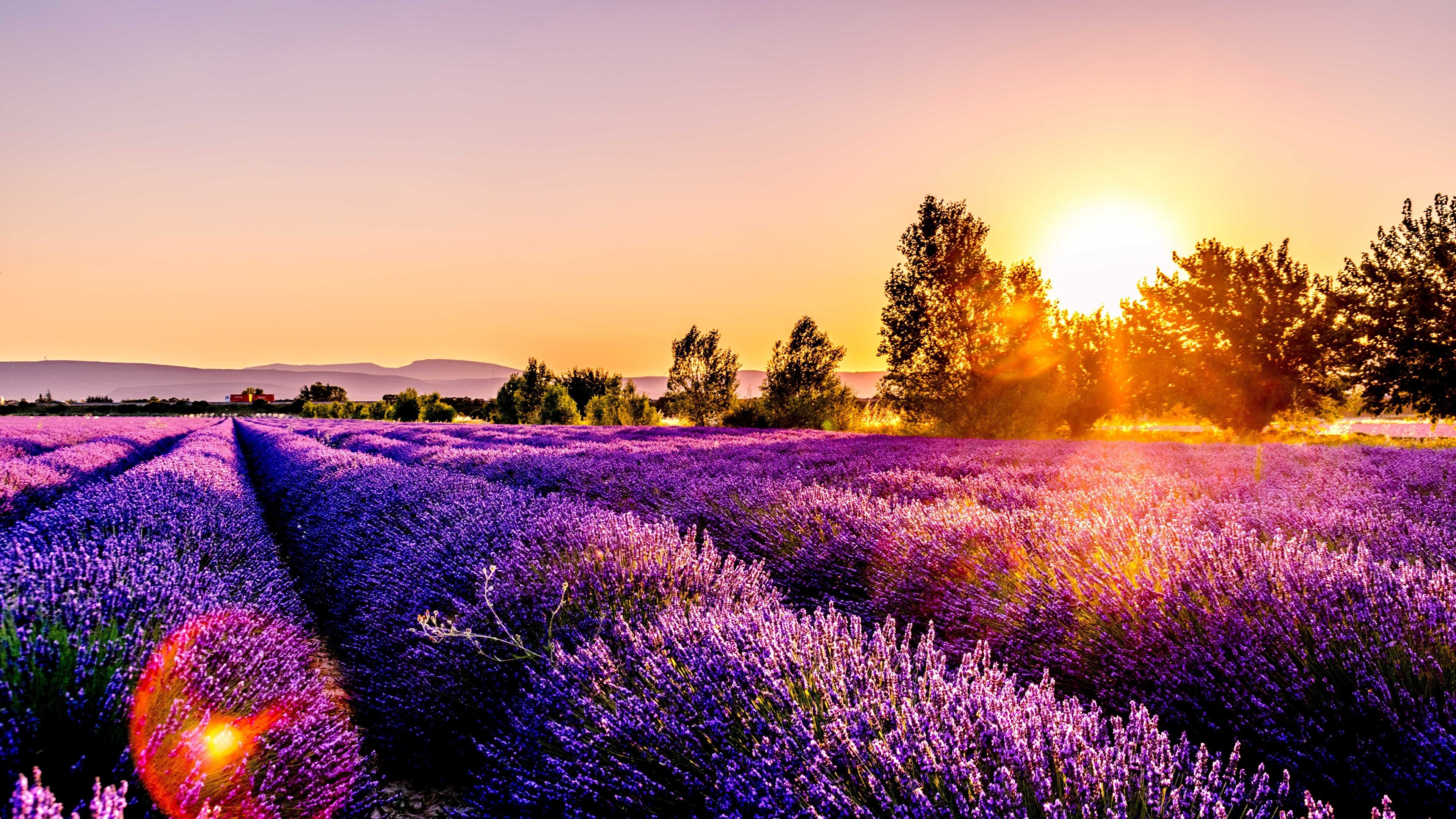 4K lavender wallpapers, Stunning visuals, Lavender luxury, Nature's spectacle, 3840x2160 4K Desktop