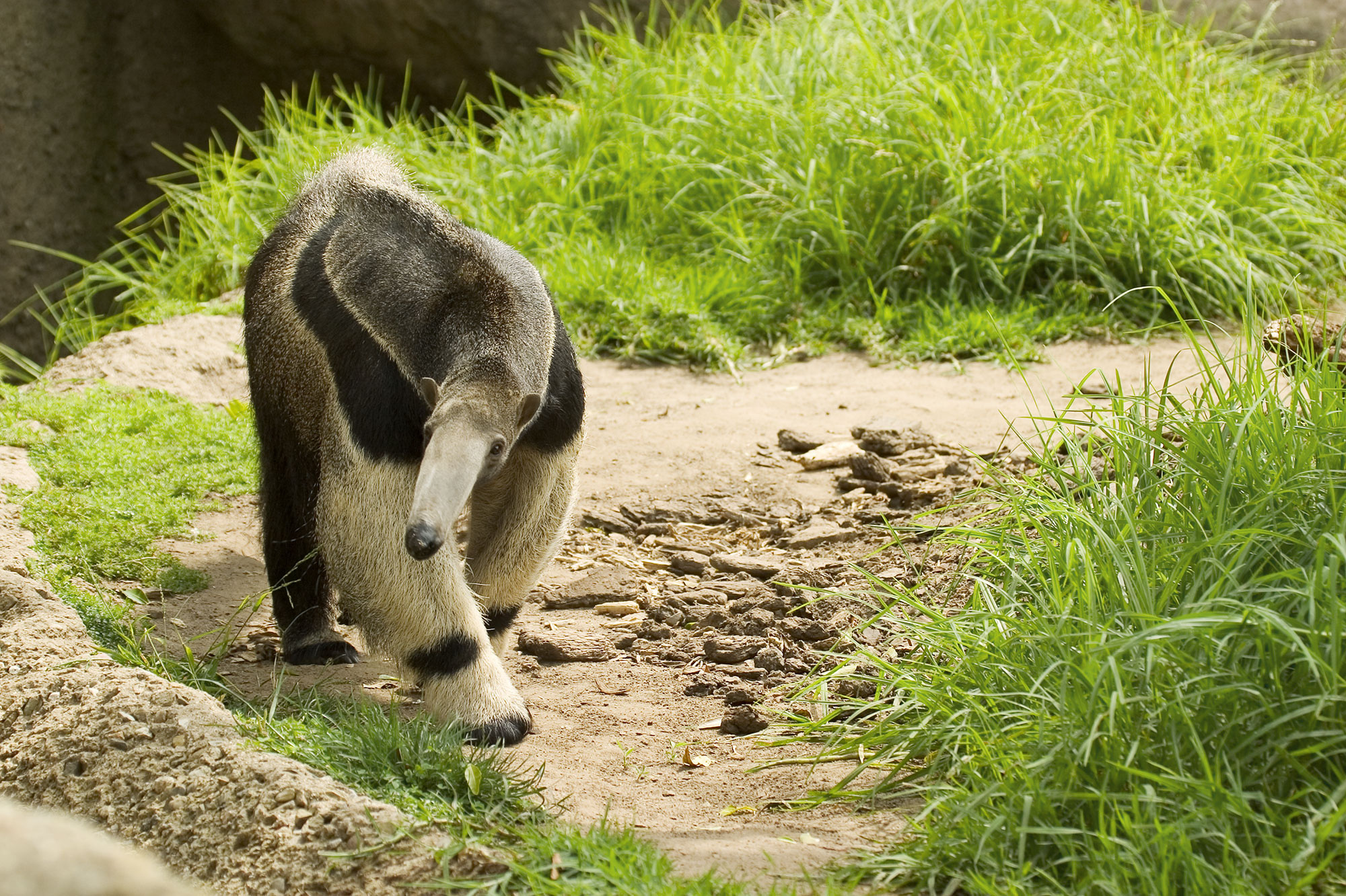 Giant anteater, Santa barbara zoo, Anteater, Zoo animals, 2000x1340 HD Desktop