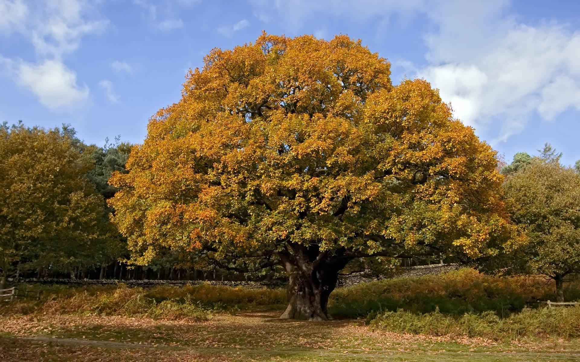 Beautiful oak tree wallpapers, Nature's grandeur, Captivating backgrounds, Breathtaking visuals, 1920x1200 HD Desktop