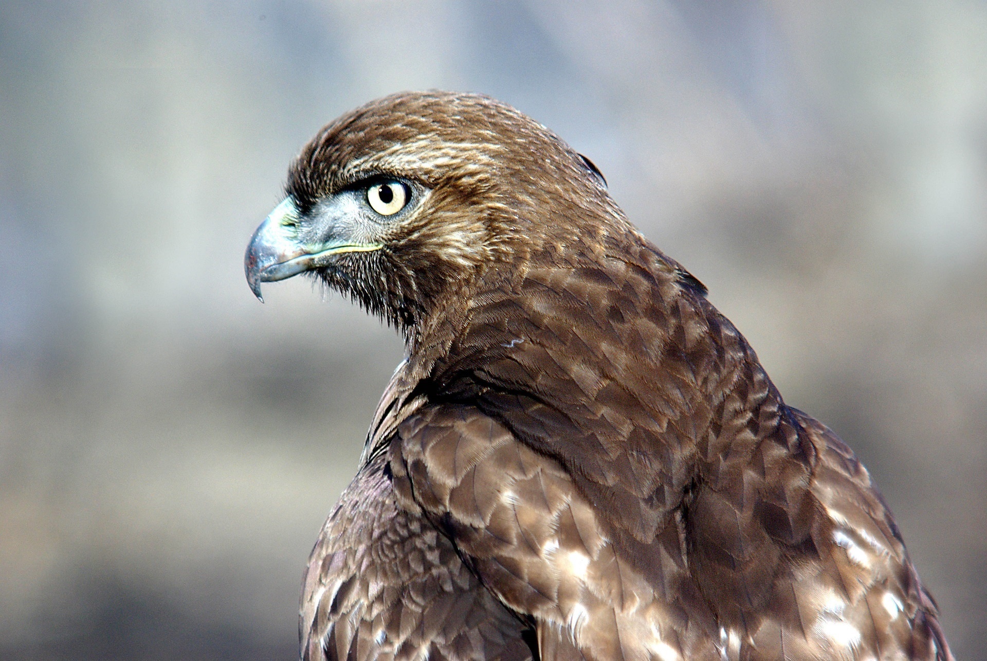 Red-tailed hawk, Animal bird, Flying, Free download, 1920x1290 HD Desktop