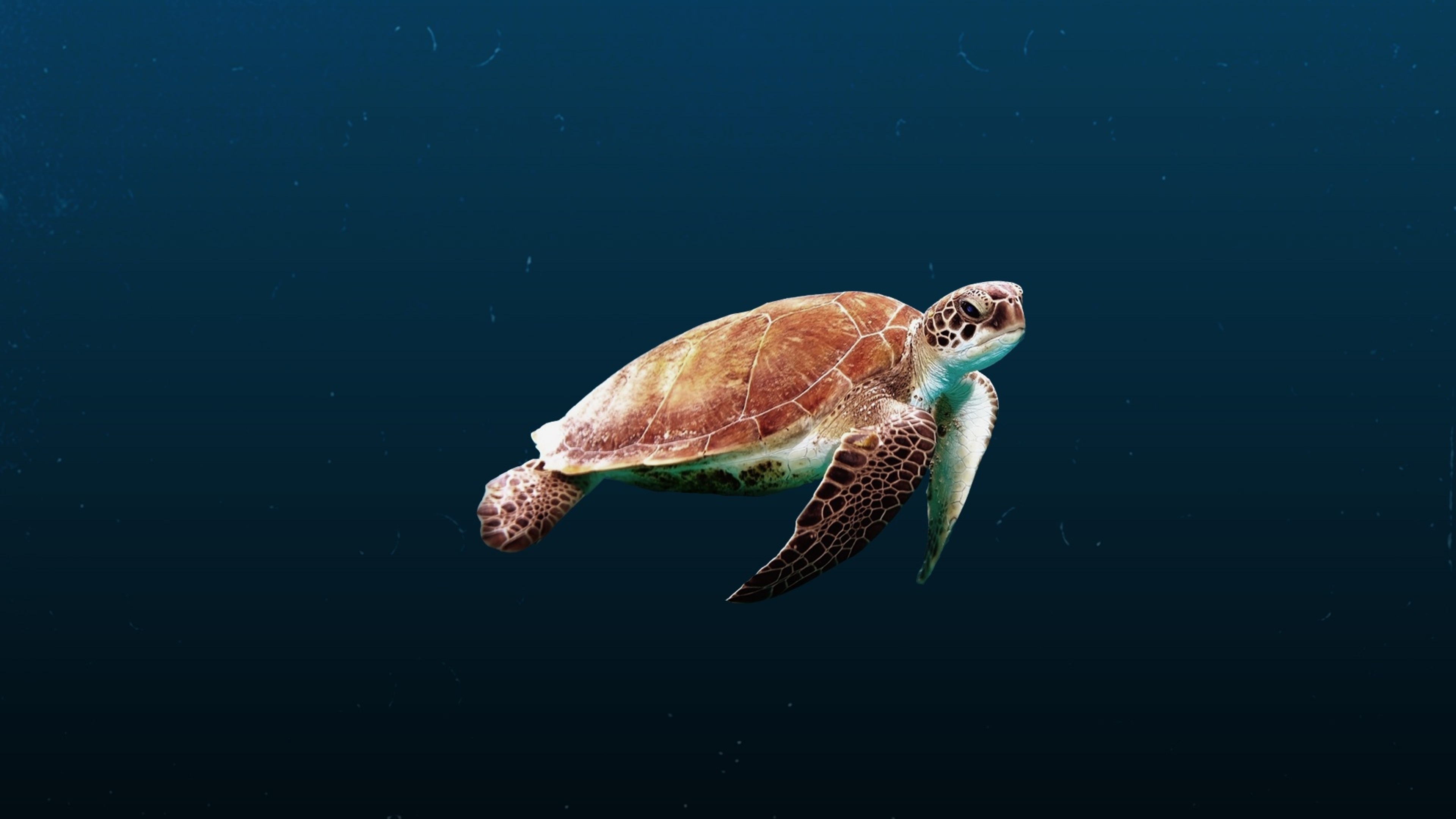 4K HD wallpapers, Sea turtle images, Sea turtle, 3840x2160 4K Desktop