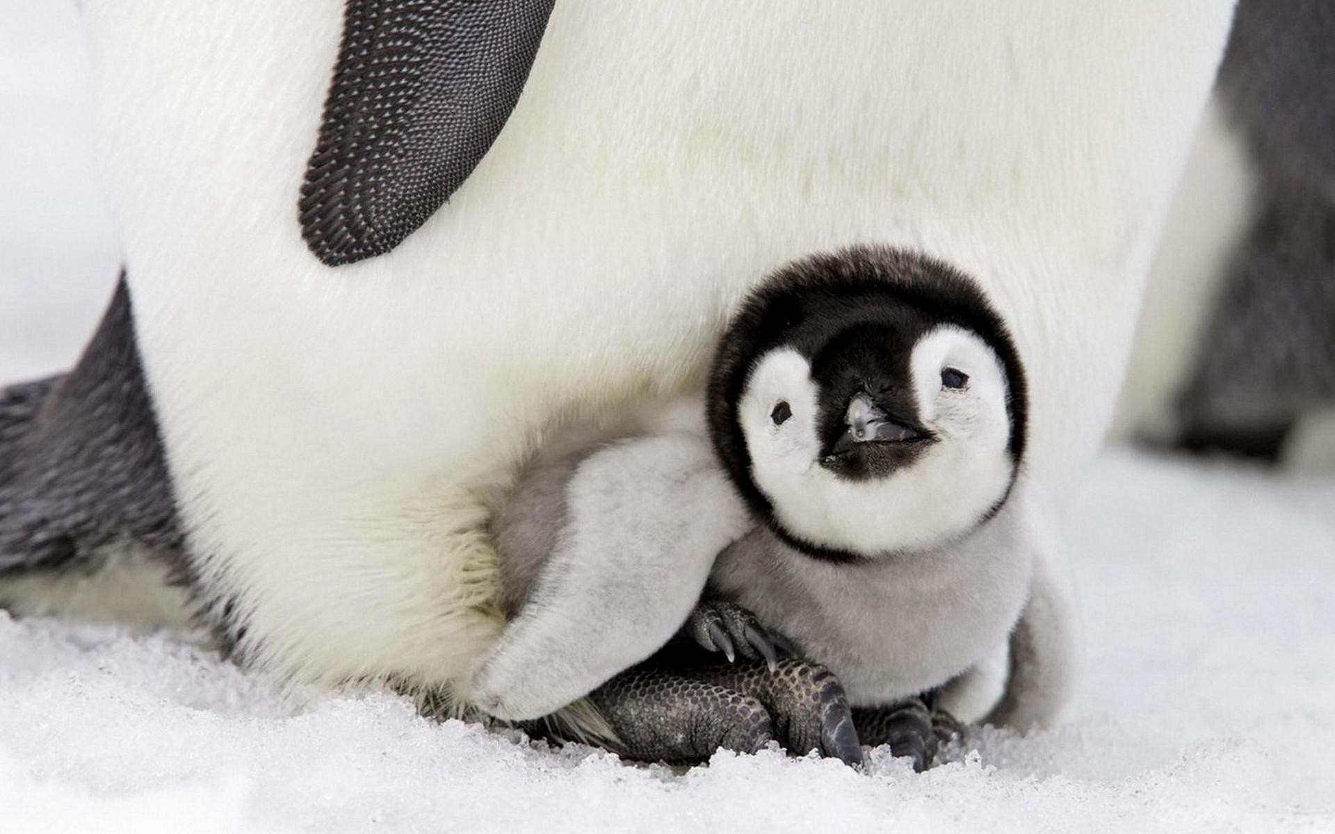 Adorable penguin chicks, Antarctic wildlife, Snowy wonders, Emperor penguins, 1920x1200 HD Desktop