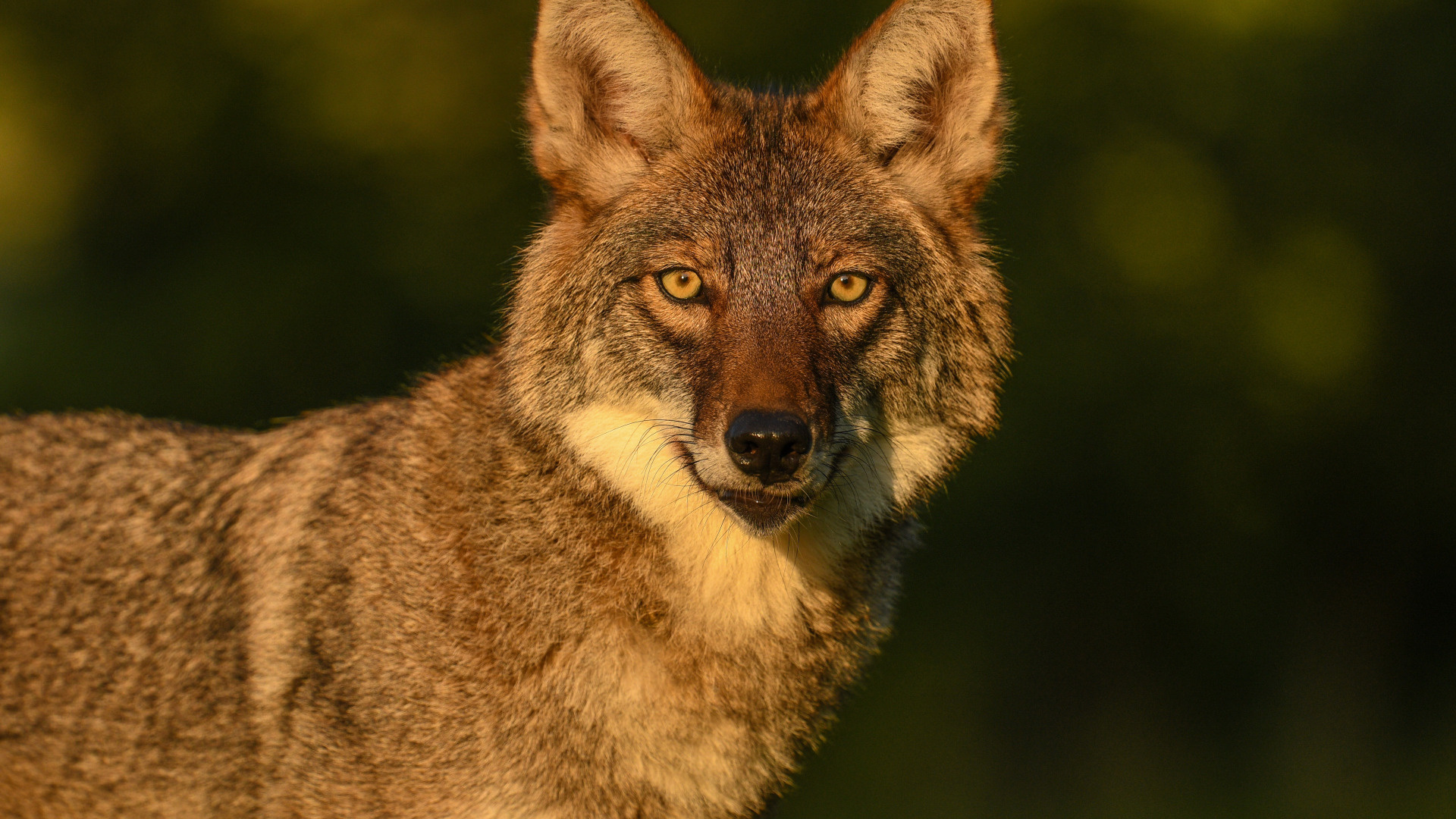 Close up background, Wolf portrait bokeh, Handsome coyote section, Animal photography, 1920x1080 Full HD Desktop