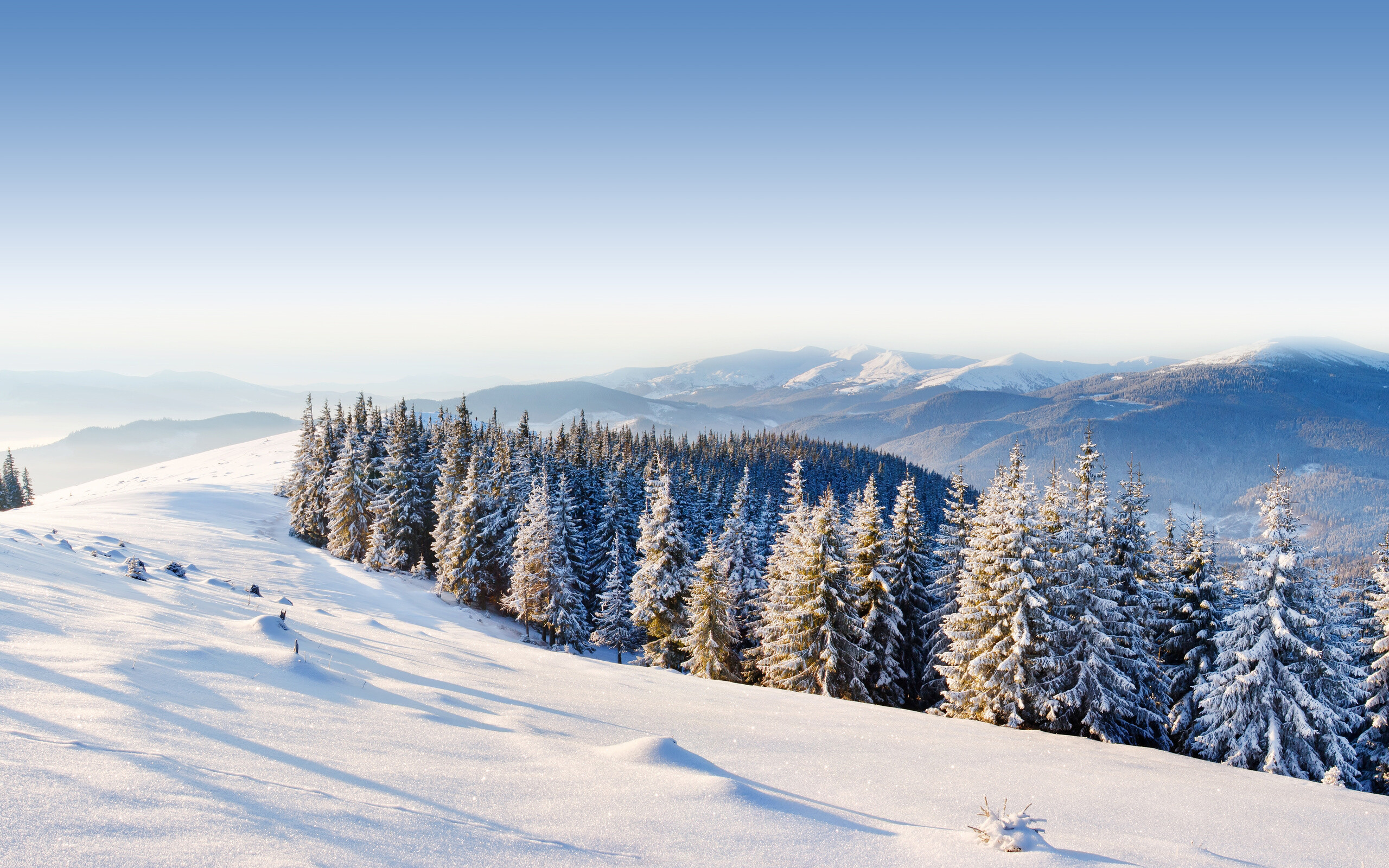 Winter: Snowy forest scene, A snow cornice. 2560x1600 HD Wallpaper.