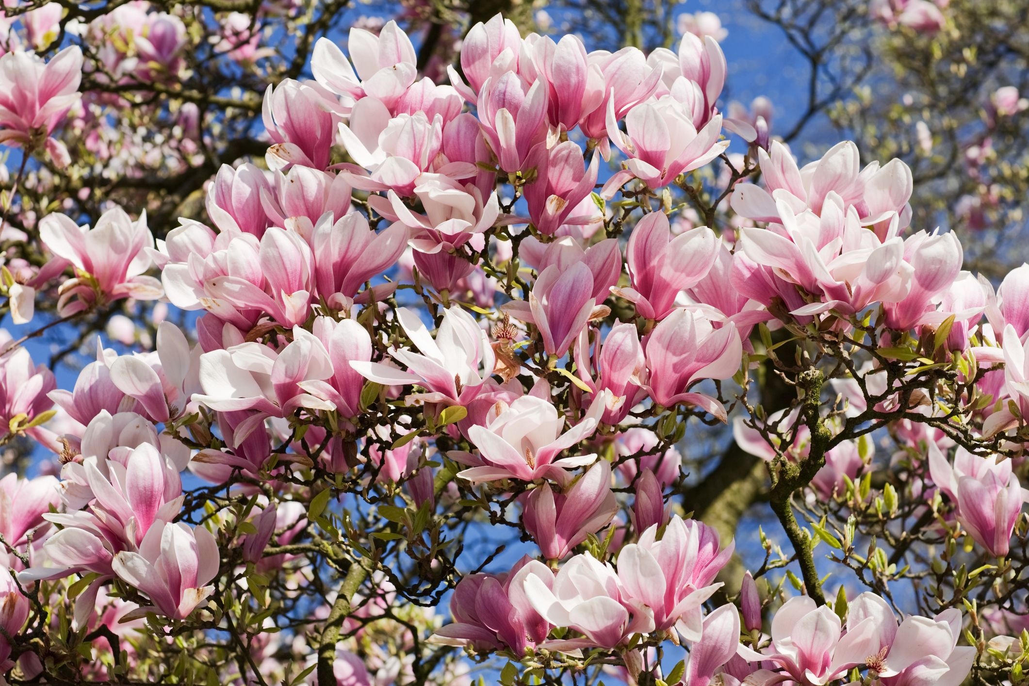 Garden magnolia, Planting guide, Magnolia beauty, Garden landscaping, 2130x1420 HD Desktop