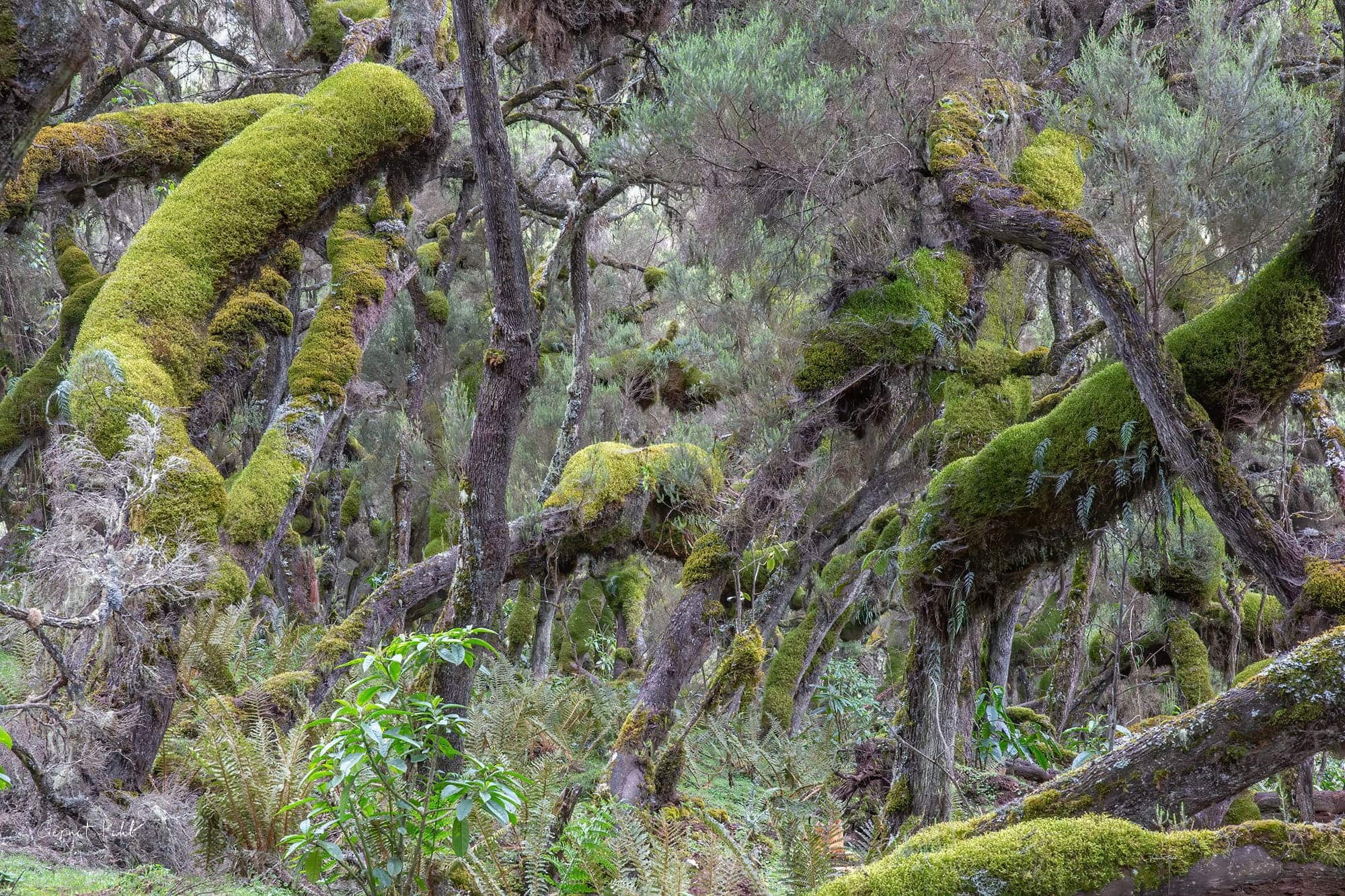 Bale Mountains National Park, Nature photography, Natural wonder, Wildlife preservation, 2000x1340 HD Desktop