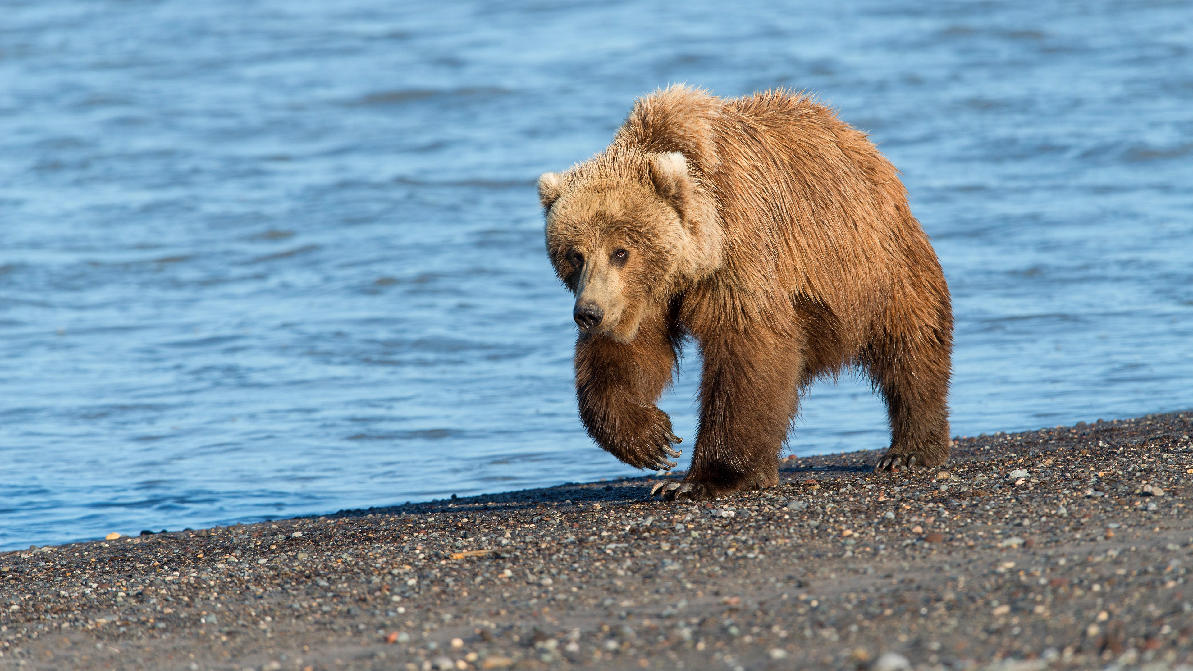 Coastal wilderness, Bear by the river, Serene beachscape, Wildlife photography, 3840x2160 4K Desktop