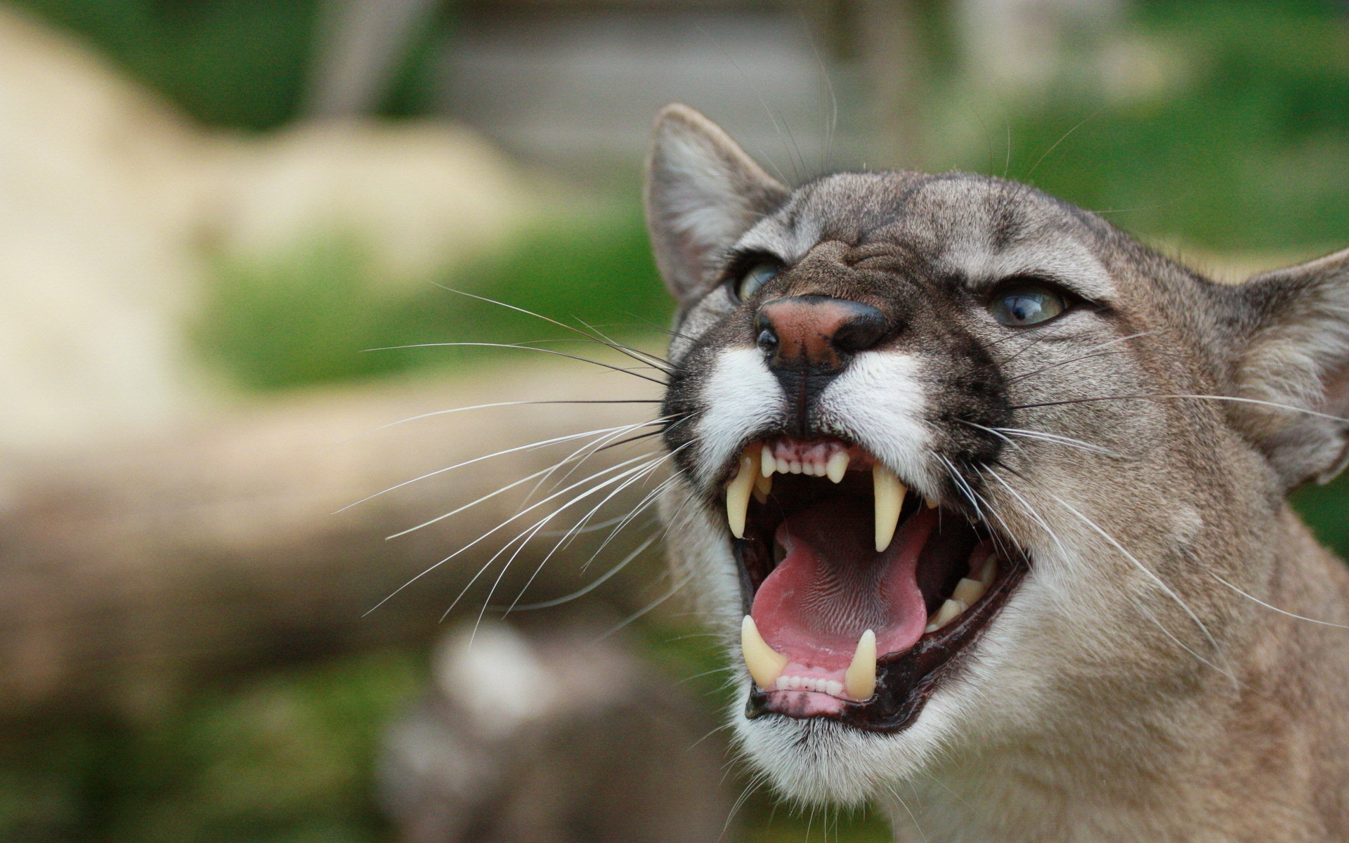 Majestic cougar, Wild cat, Powerful predator, Stealthy hunter, 1920x1200 HD Desktop