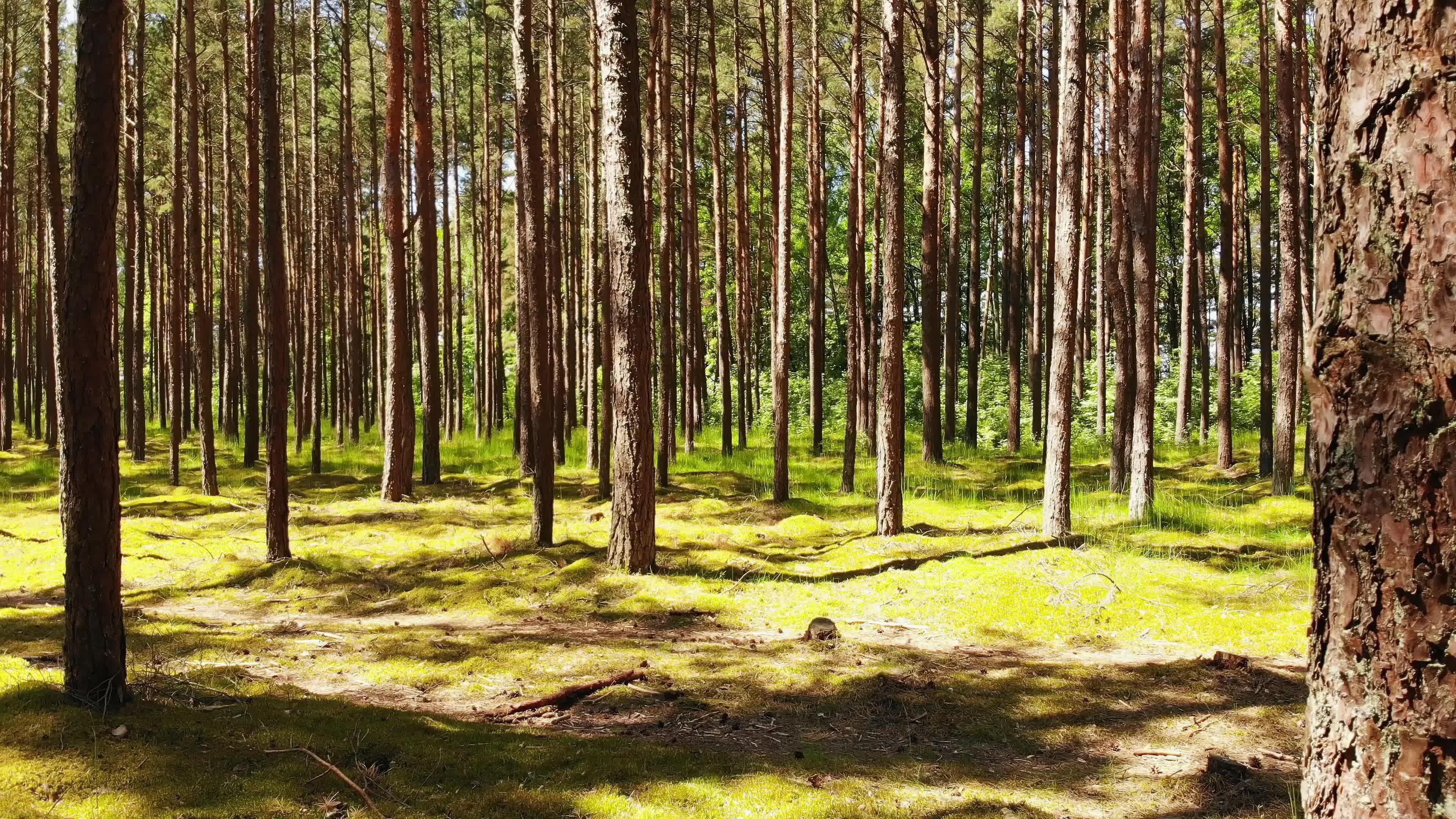 Ancient baltic pine tree, Palanga resort, Beautiful baltic country, Flora's charm, 3840x2160 4K Desktop