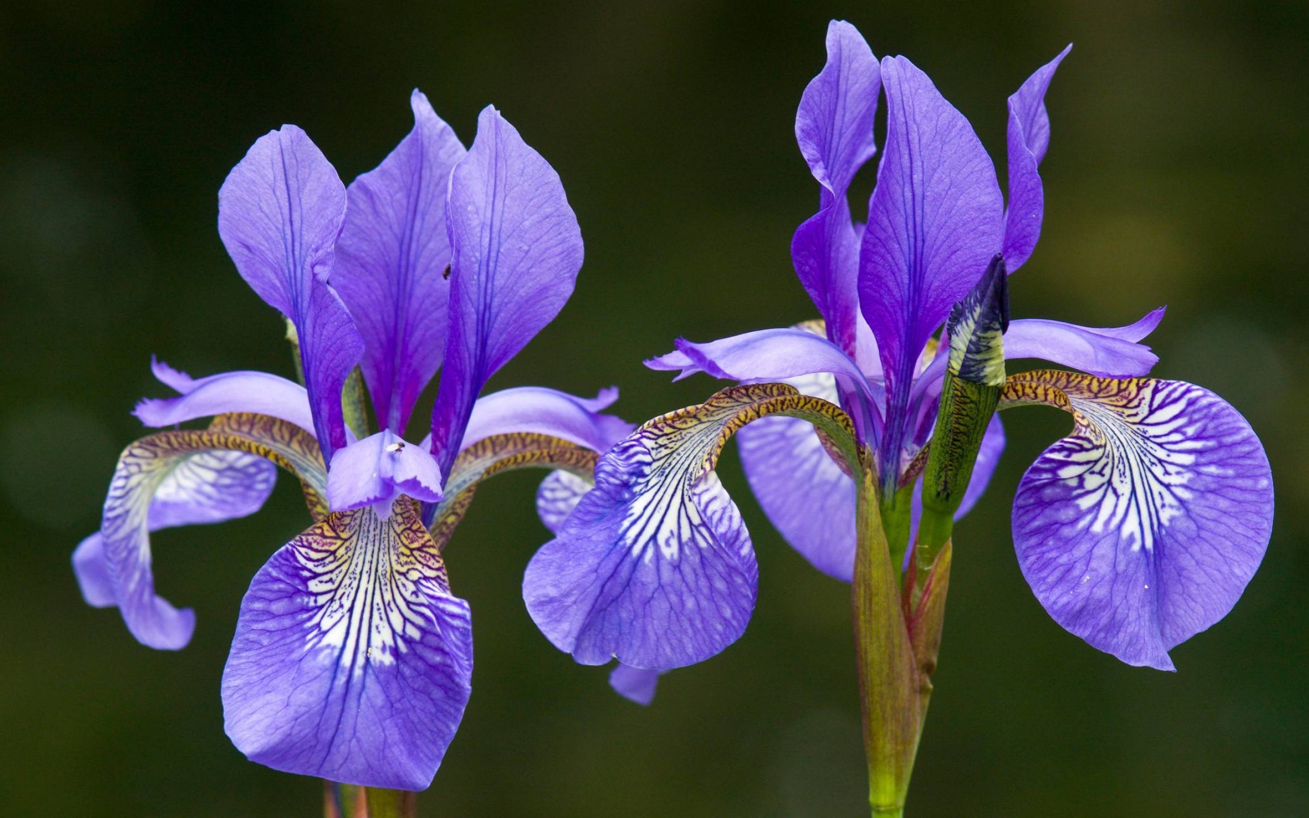 Iris, Floral beauty, Delicate blooms, Vibrant colors, 2560x1600 HD Desktop