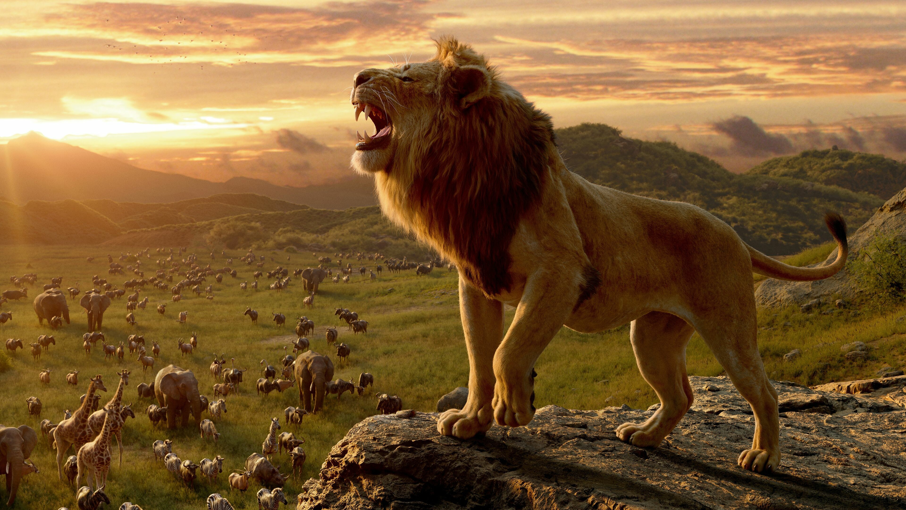 Lion: A large cat of the genus Panthera native to Africa and India. 3840x2160 4K Wallpaper.