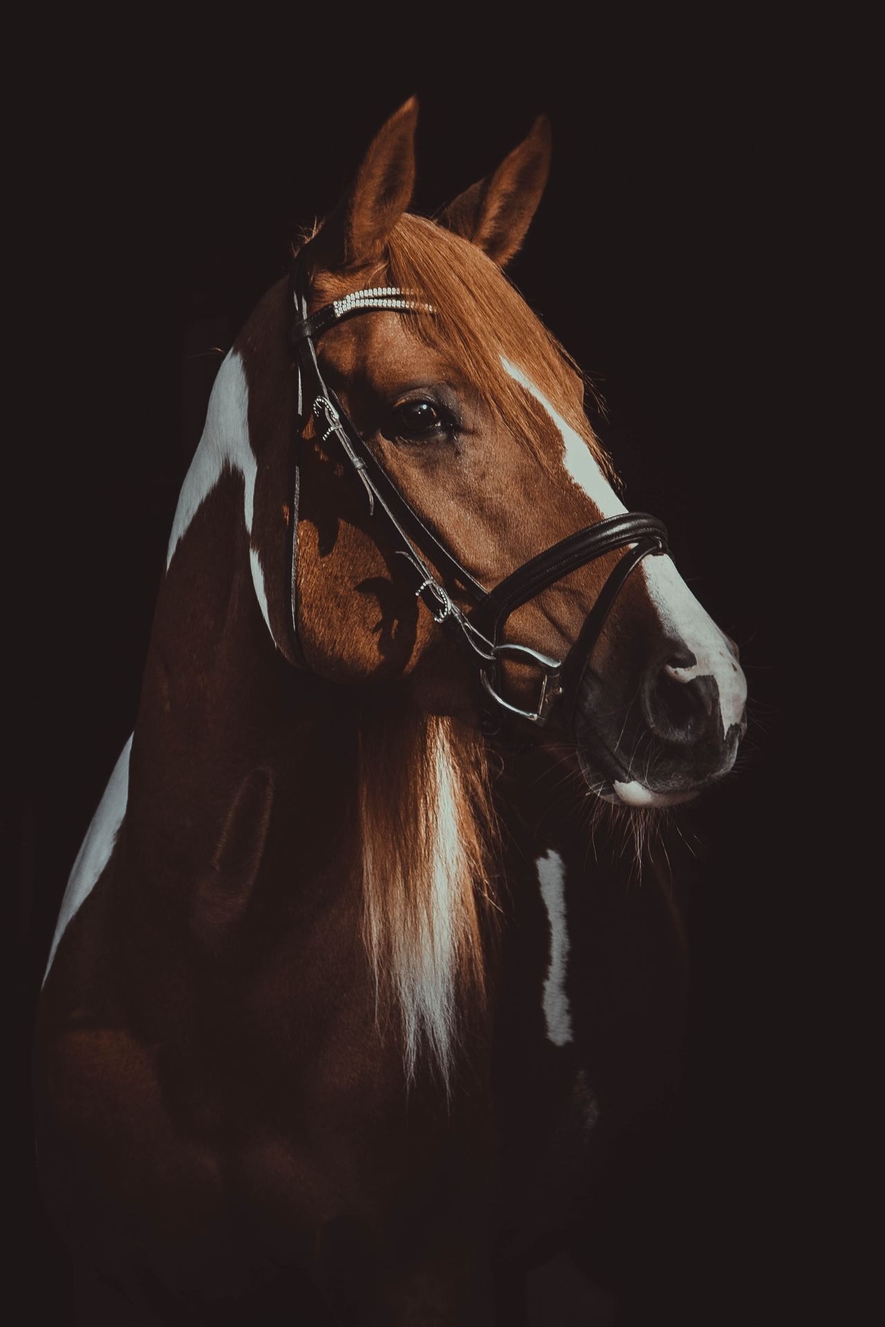 Horse: Equus ferus caballus, A domesticated, one-toed, hoofed mammal. 1280x1920 HD Wallpaper.