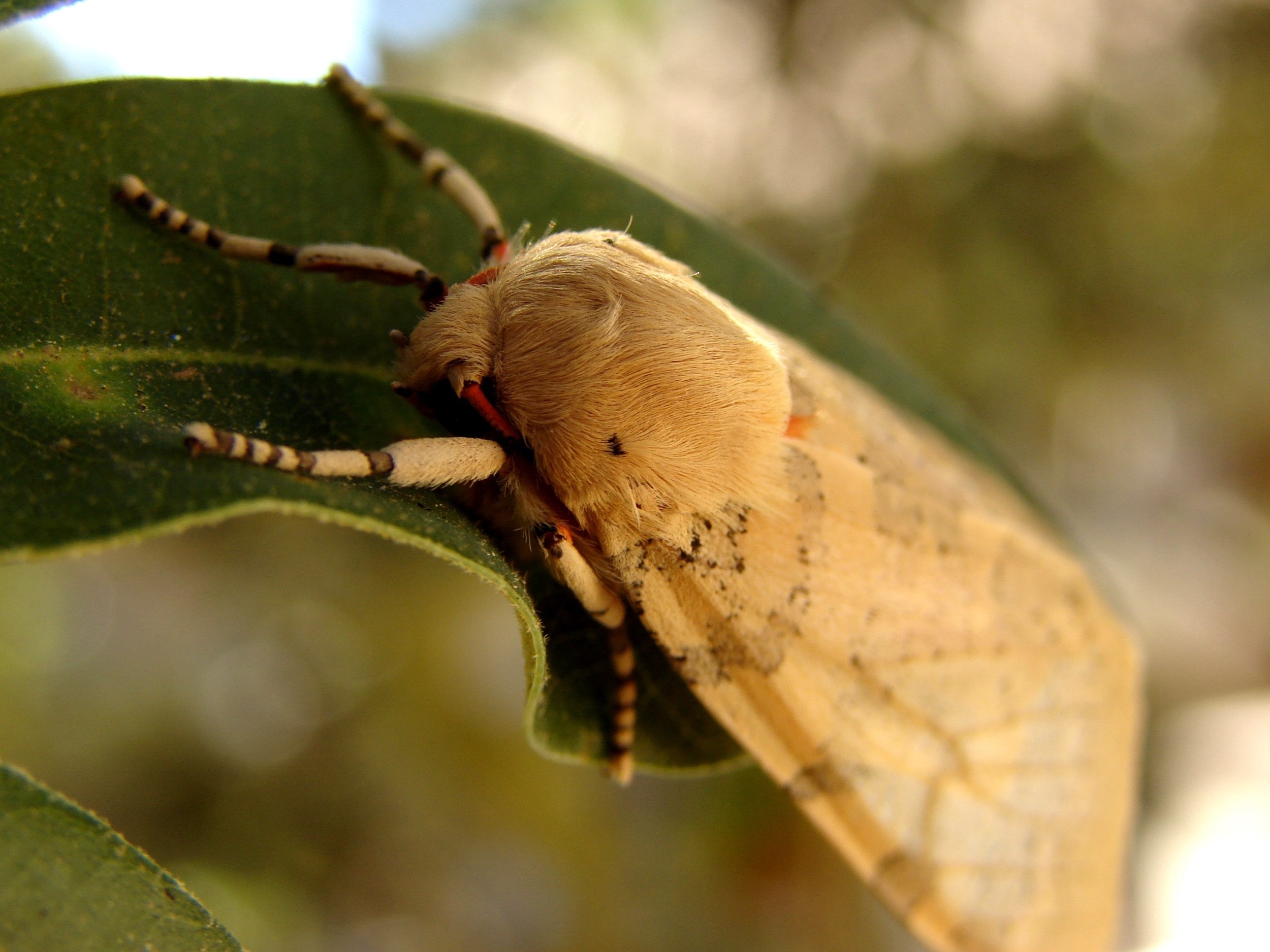 Moth photo, Animal butterfly, Closeup, Jooinn, 2500x1880 HD Desktop