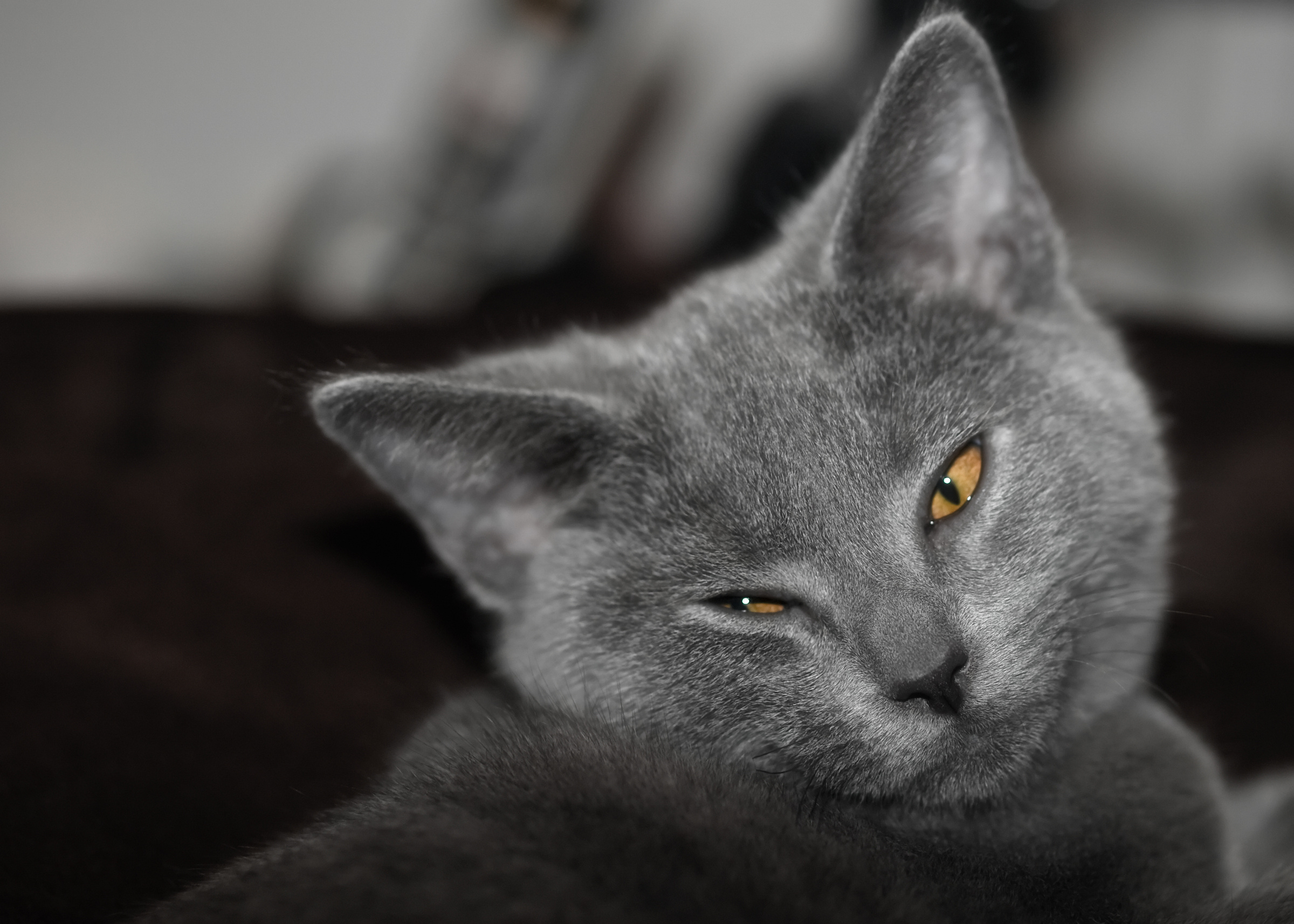 Chartreux Cat, Historical background, Feline charm, Mystical aura, 2400x1720 HD Desktop