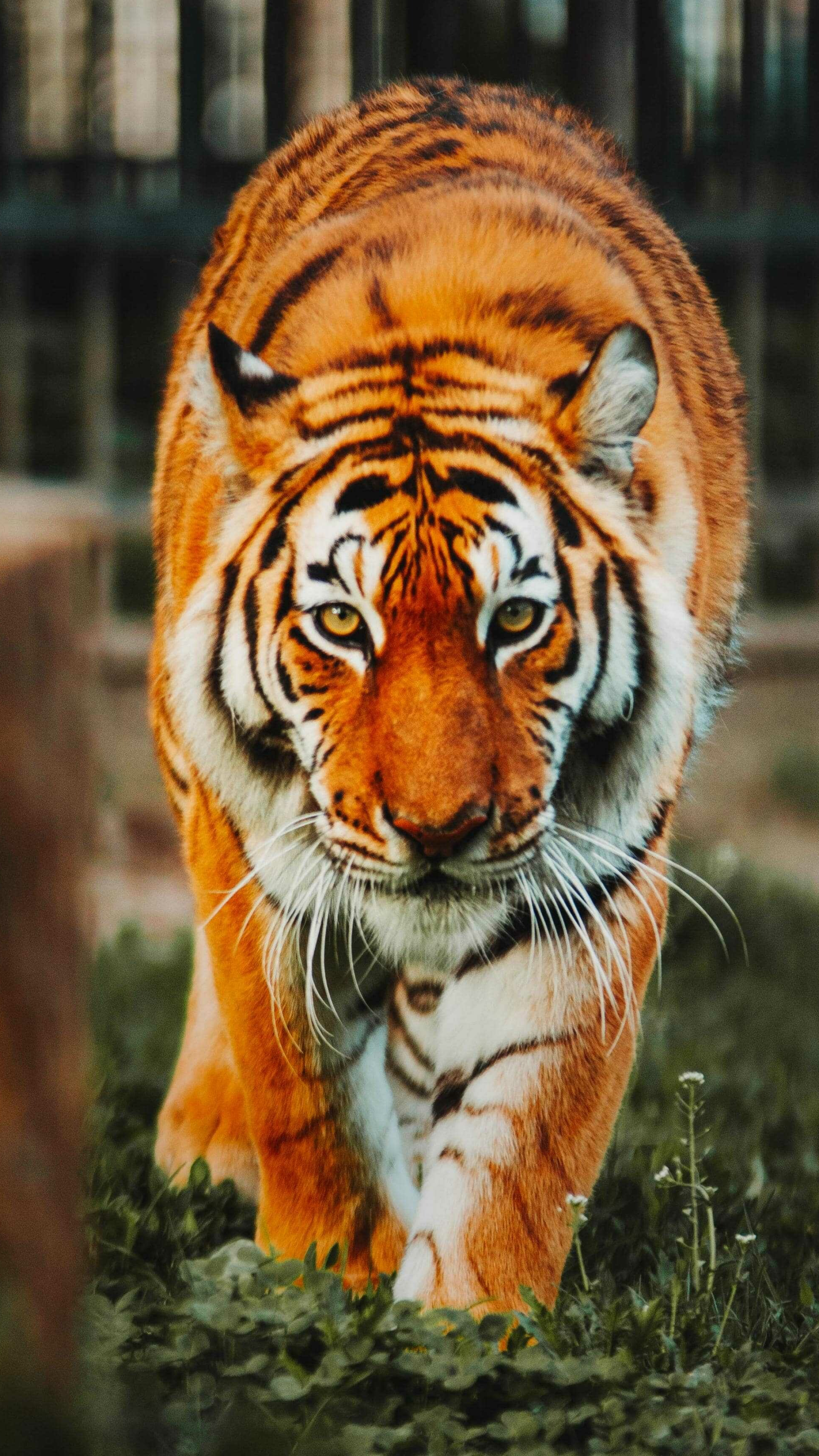 Tiger: It is territorial and generally a solitary but social predator, requiring large contiguous areas of habitat to support its requirements for prey and rearing of its offspring. 2160x3840 4K Background.