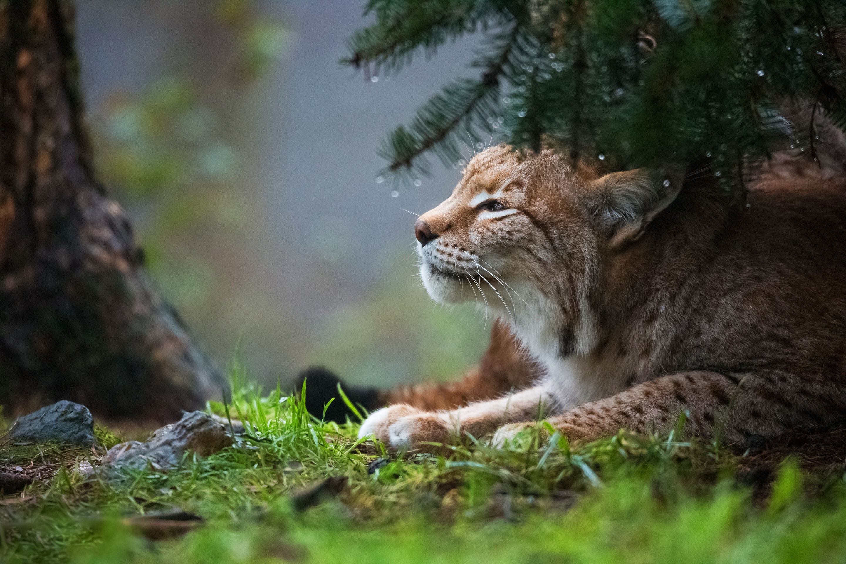 Lynx, HD animals, 4K wallpapers, Breathtaking visuals, 2880x1920 HD Desktop