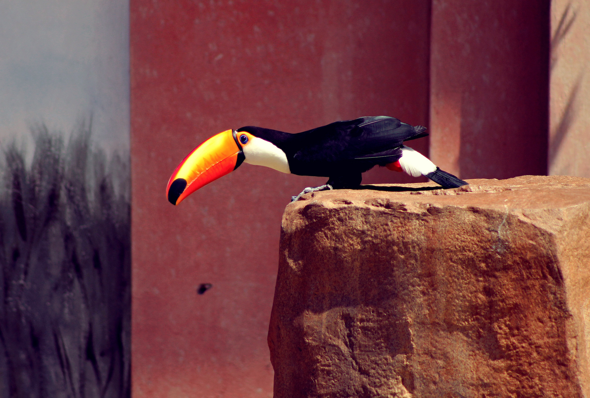 Vibrant plumage, Beautiful creature, Natural habitat, Wildlife photography, 2050x1390 HD Desktop