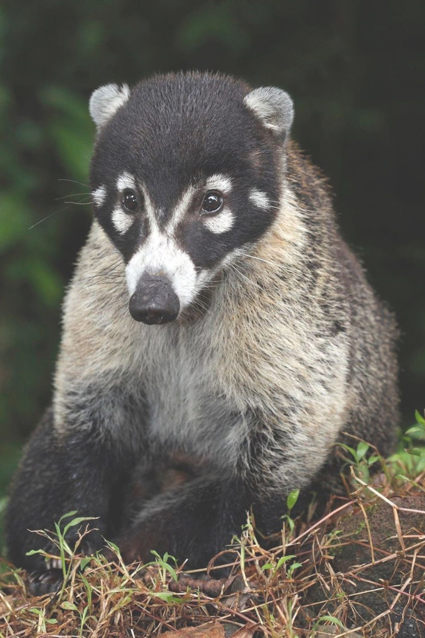 Snookum bear coati, Arenal area, Costa Rica, Unusual animals, 1400x2100 HD Handy