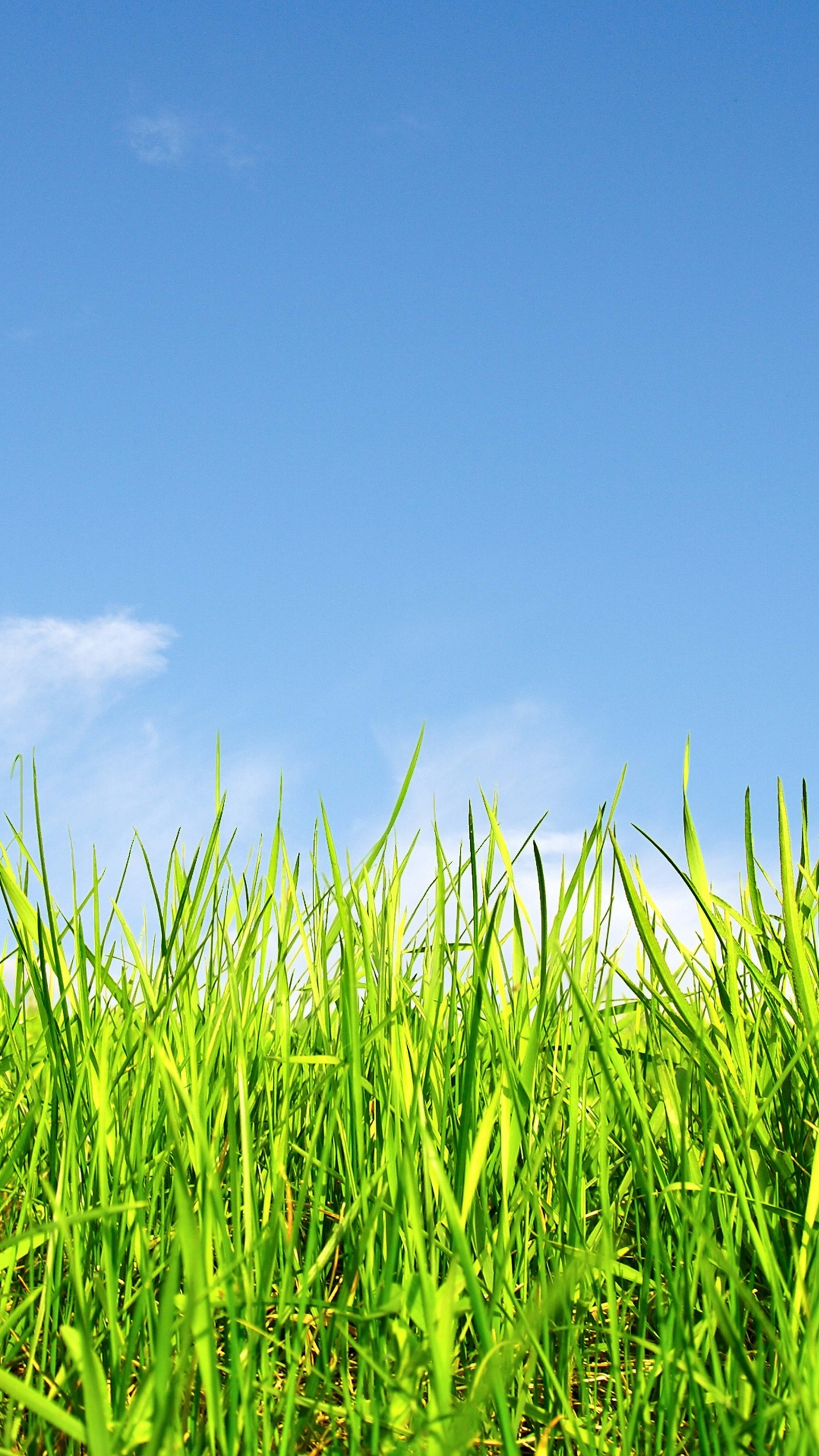 Grass and Sky: Nature, Outside environment, Pastureland, Dawning, Close up. 1440x2560 HD Wallpaper.